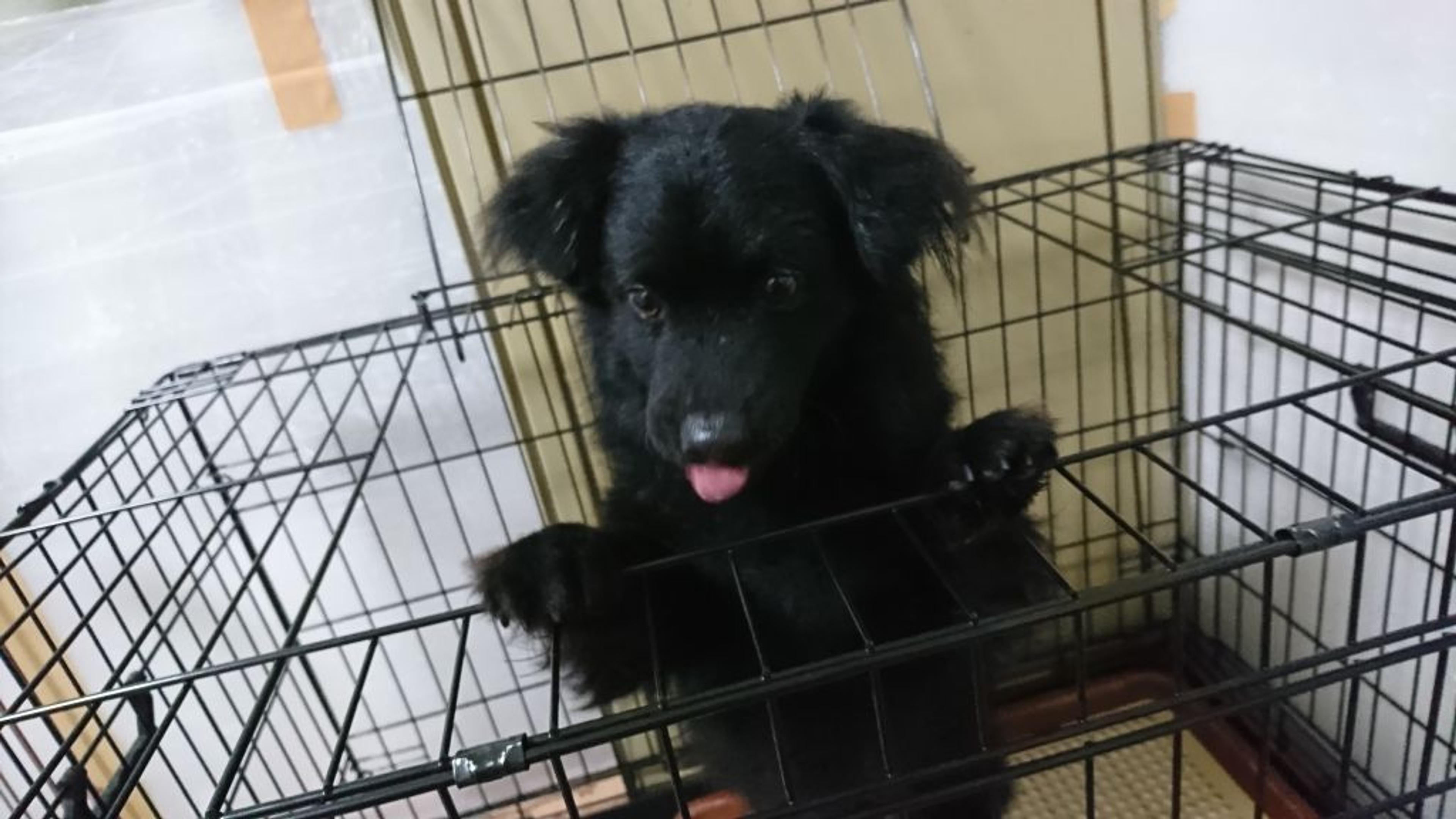 pet-image-4