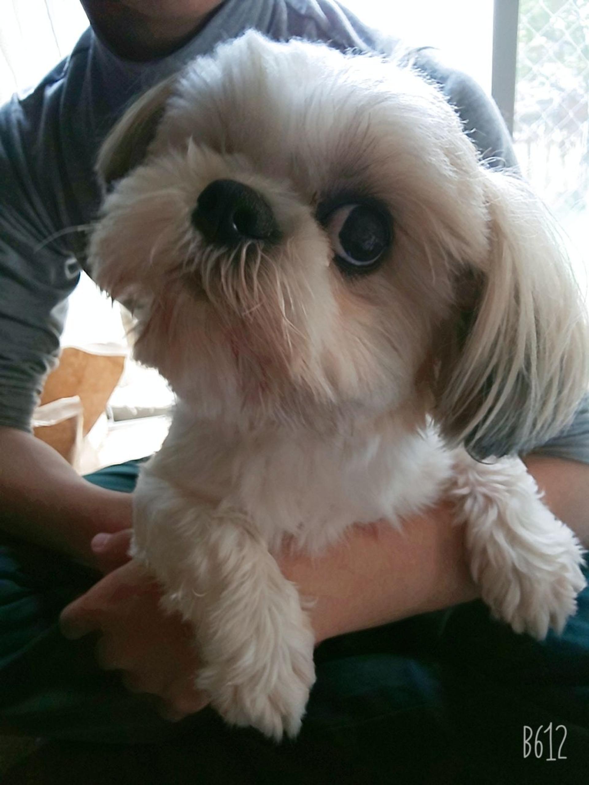 pet-image-3