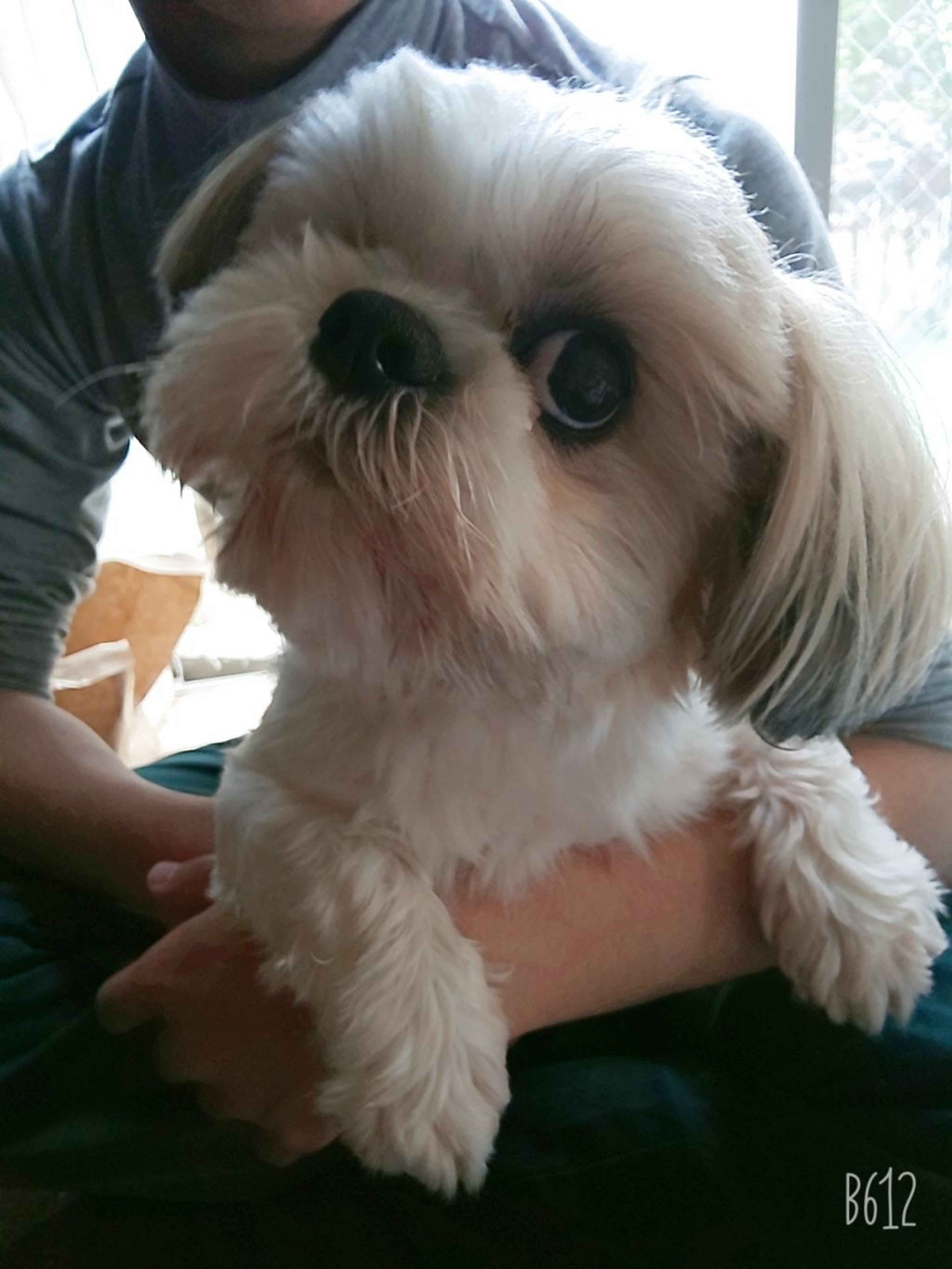 pet-image-3
