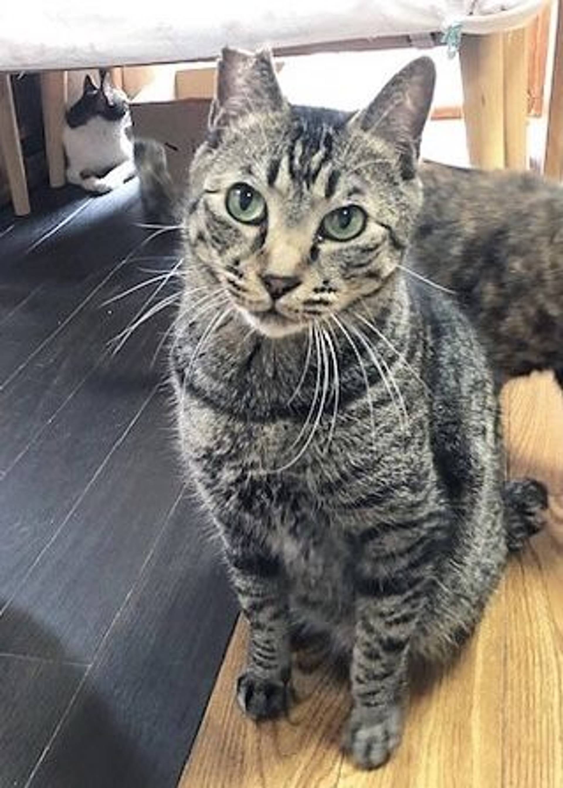 雑種（ミックス猫）・オスの里親募集の写真