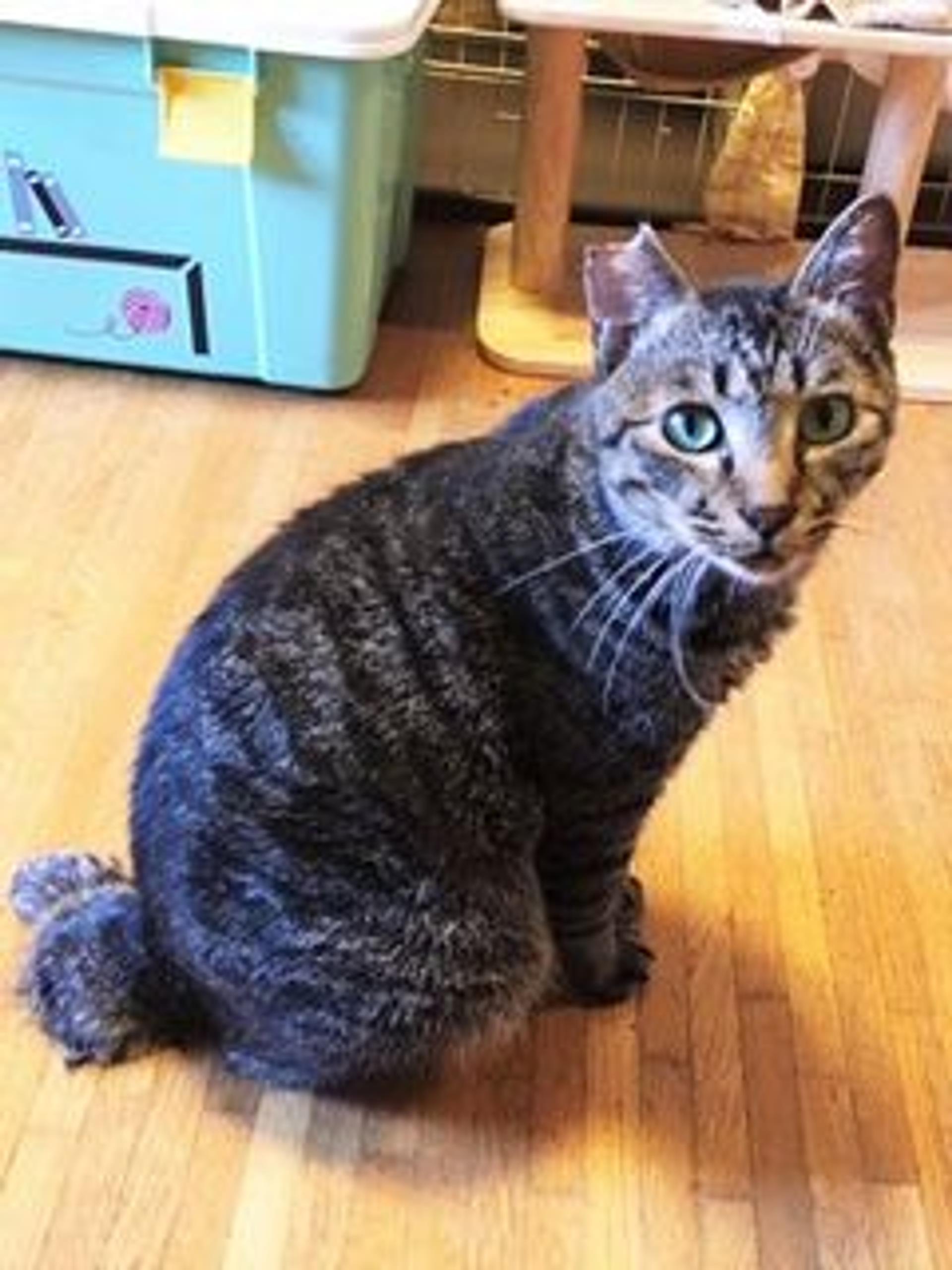 pet-image-7
