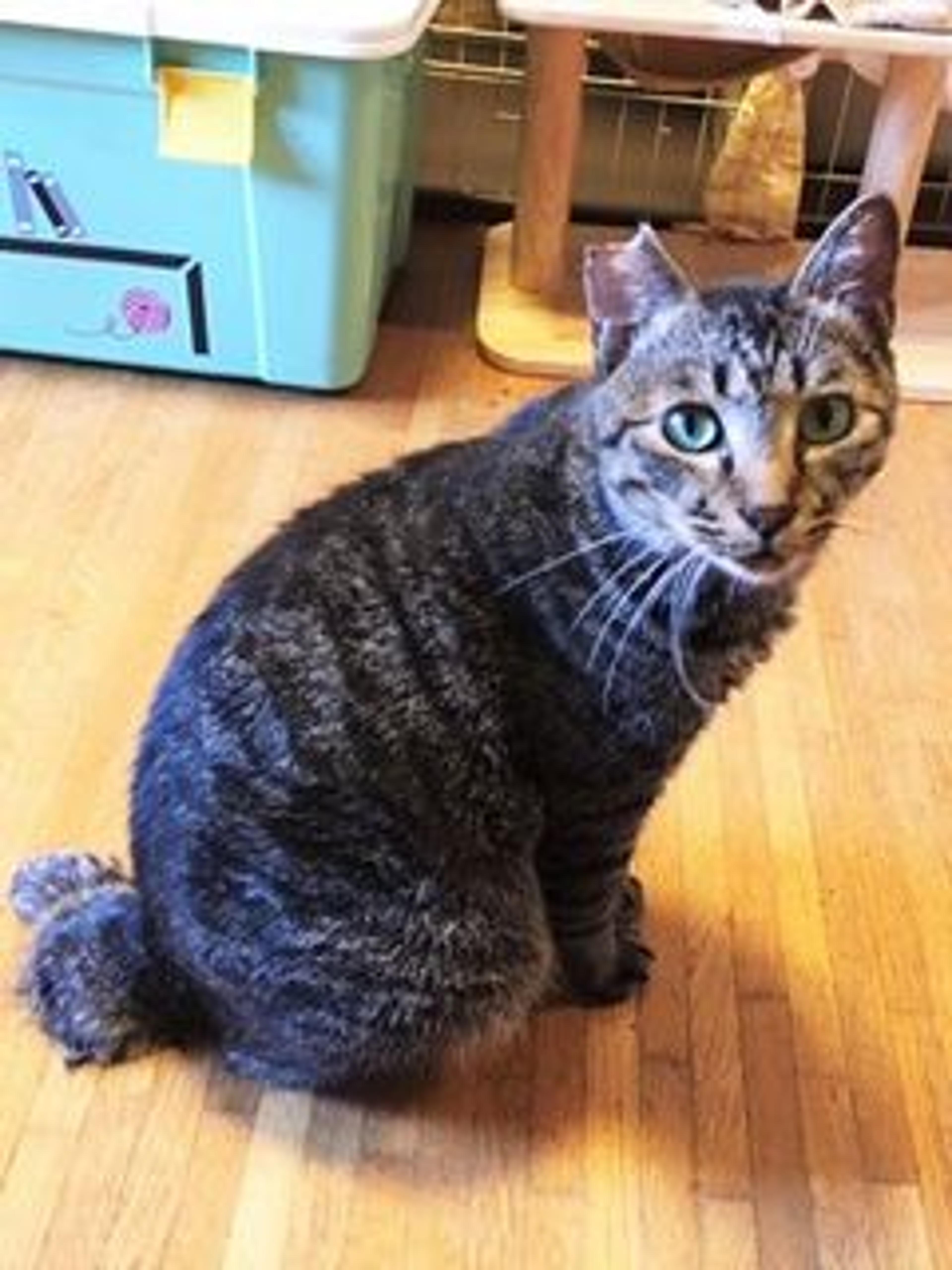 pet-image-7