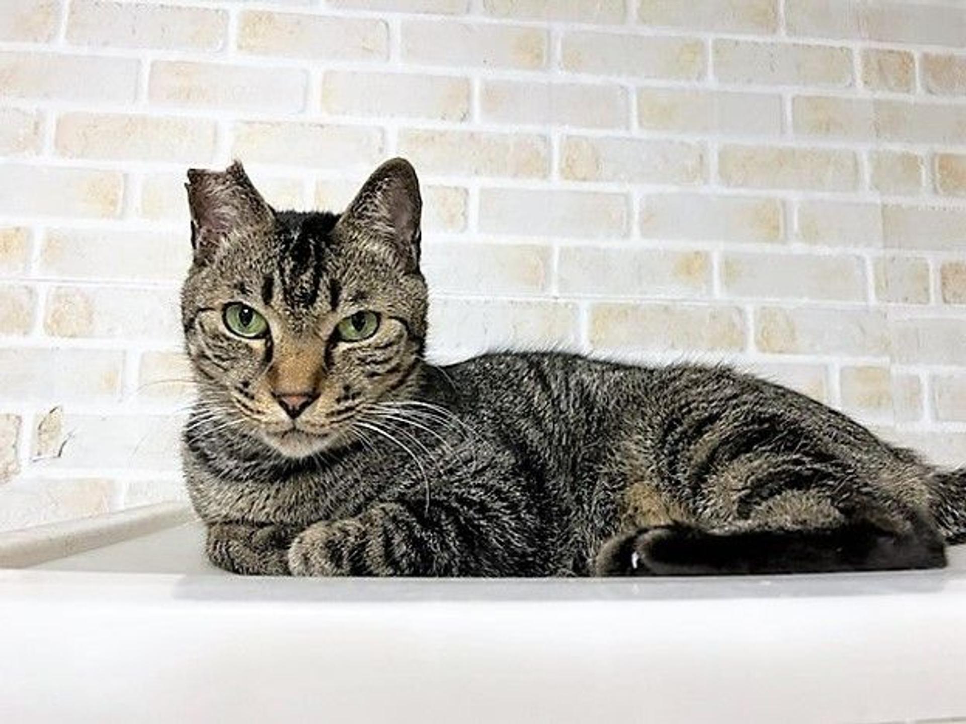 pet-image-2