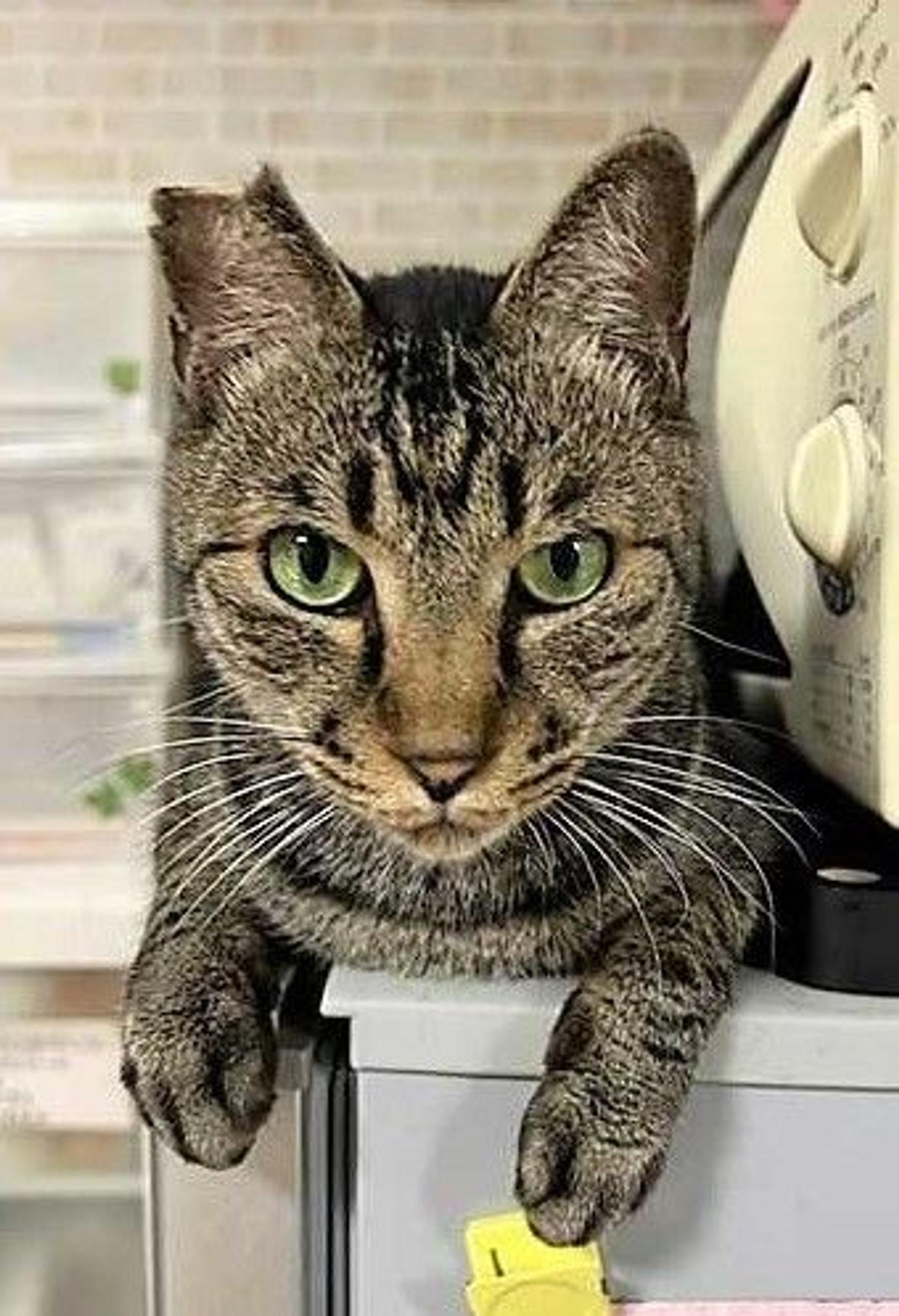 pet-image-3