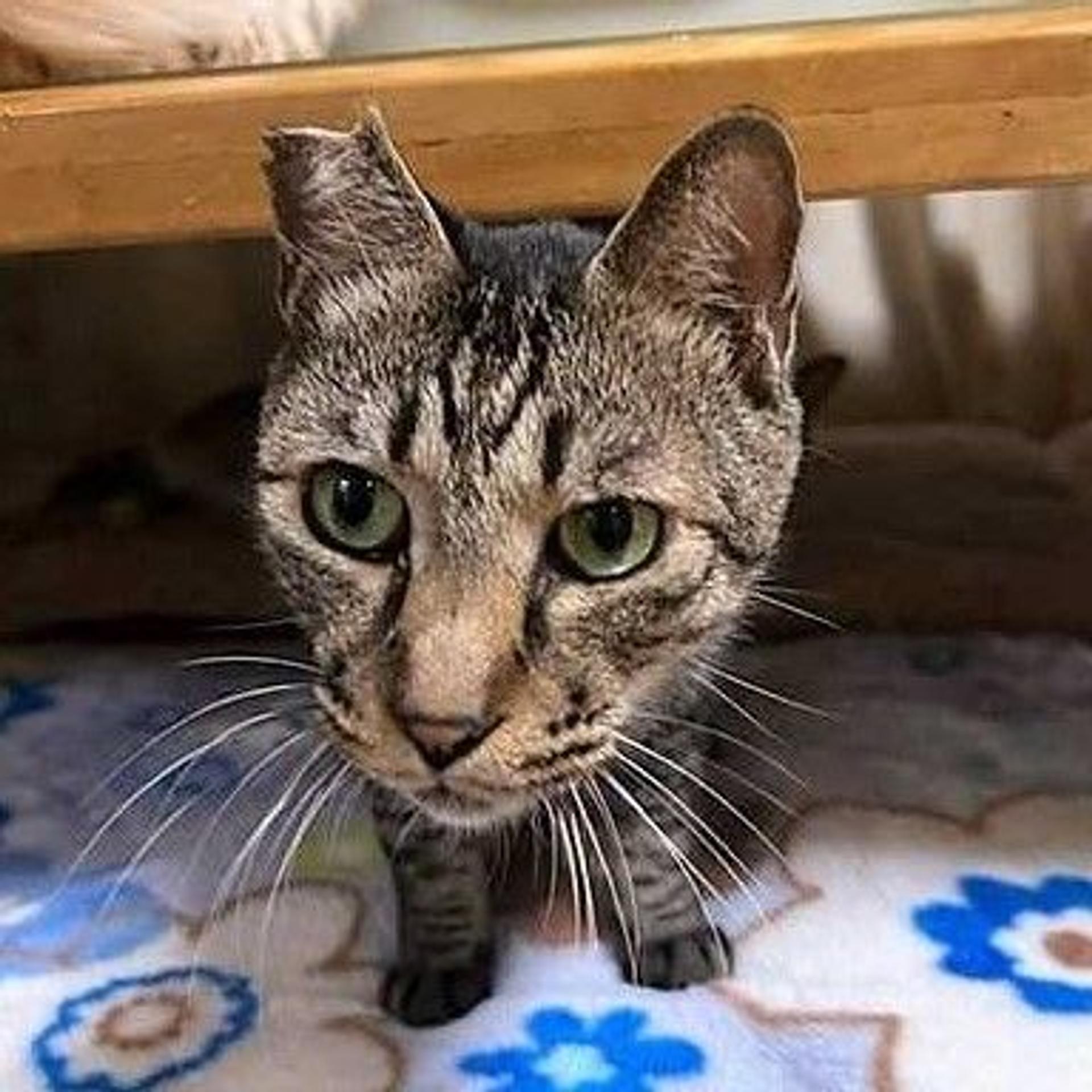 pet-image-9