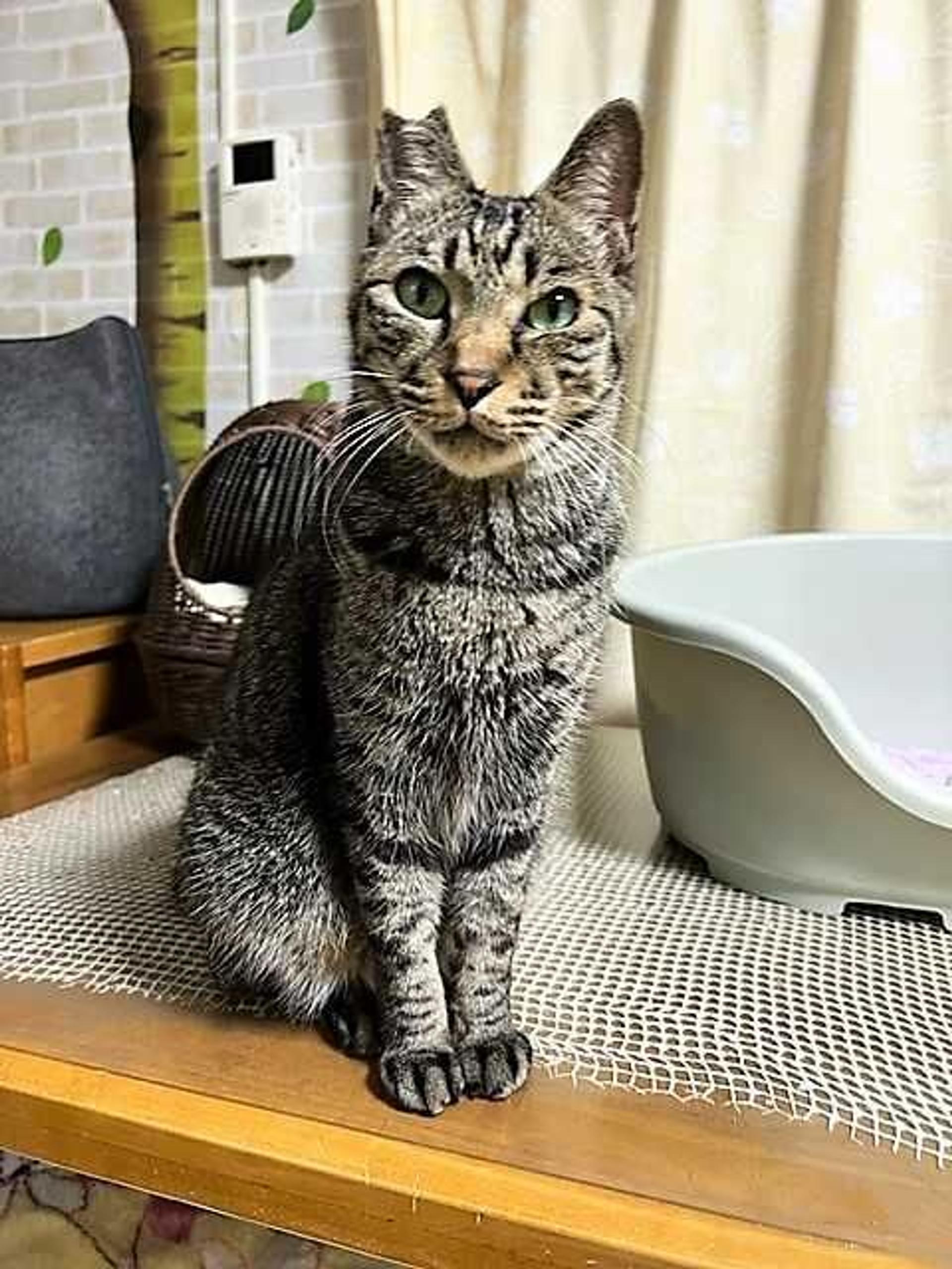 pet-image-10
