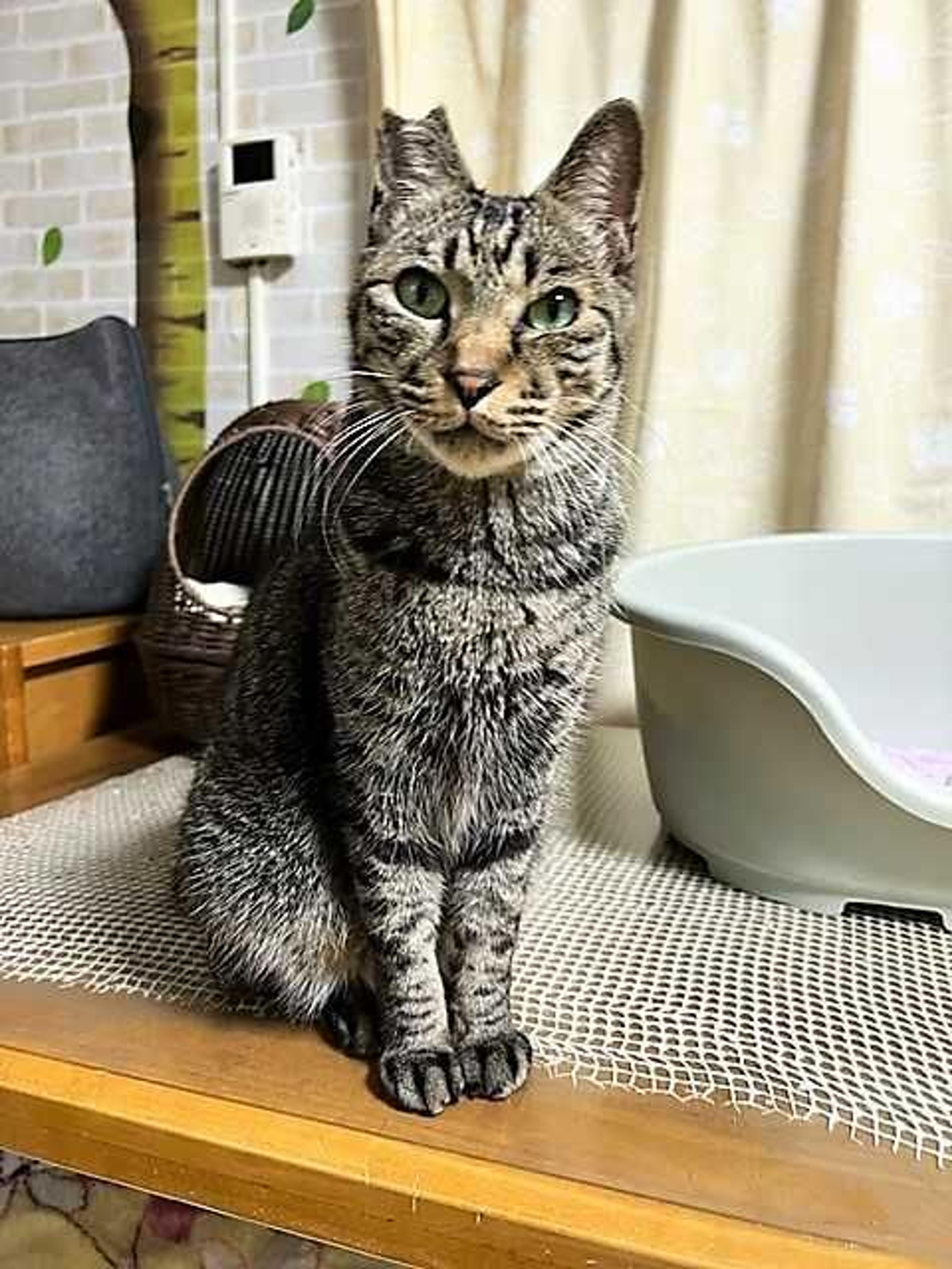 pet-image-10