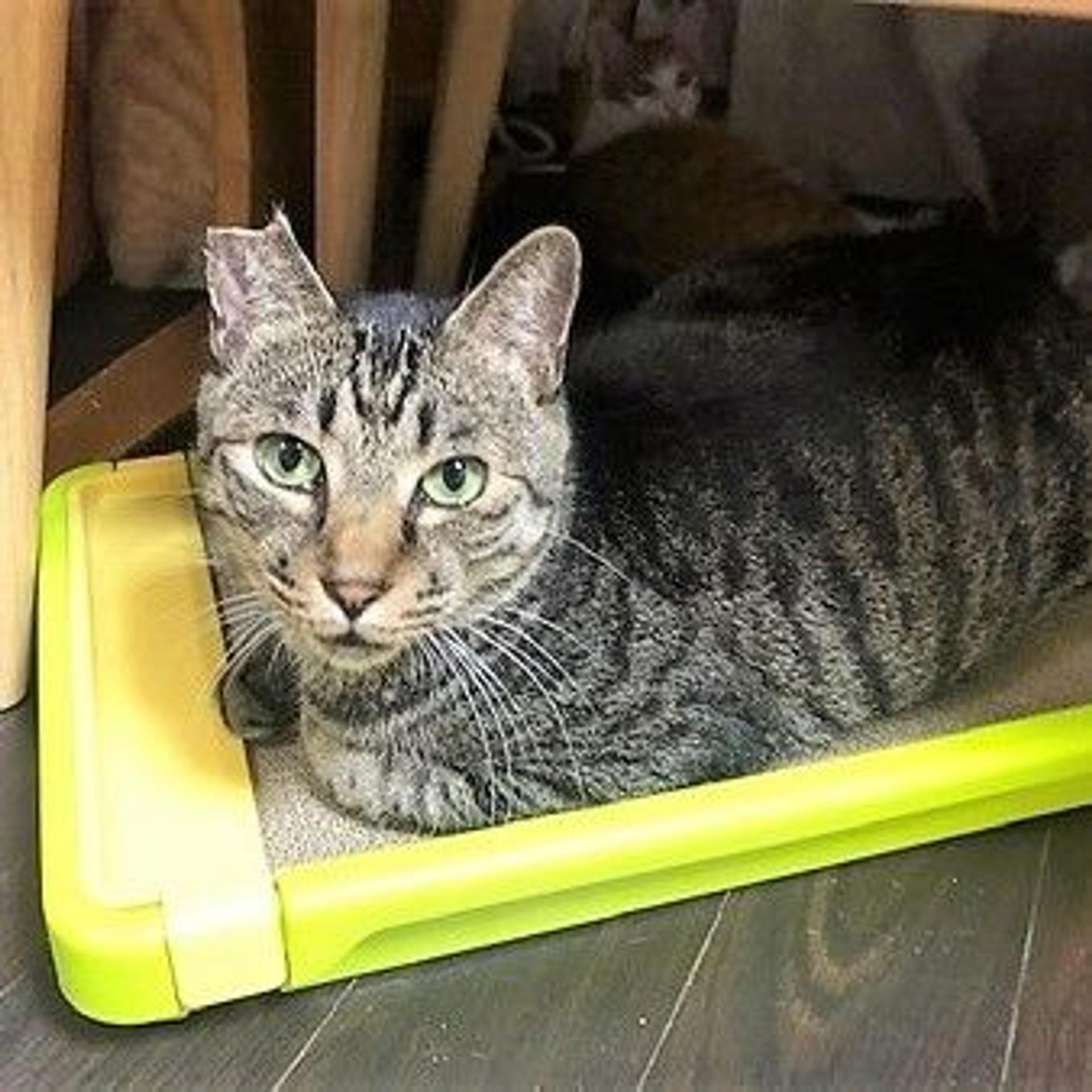 pet-image-5