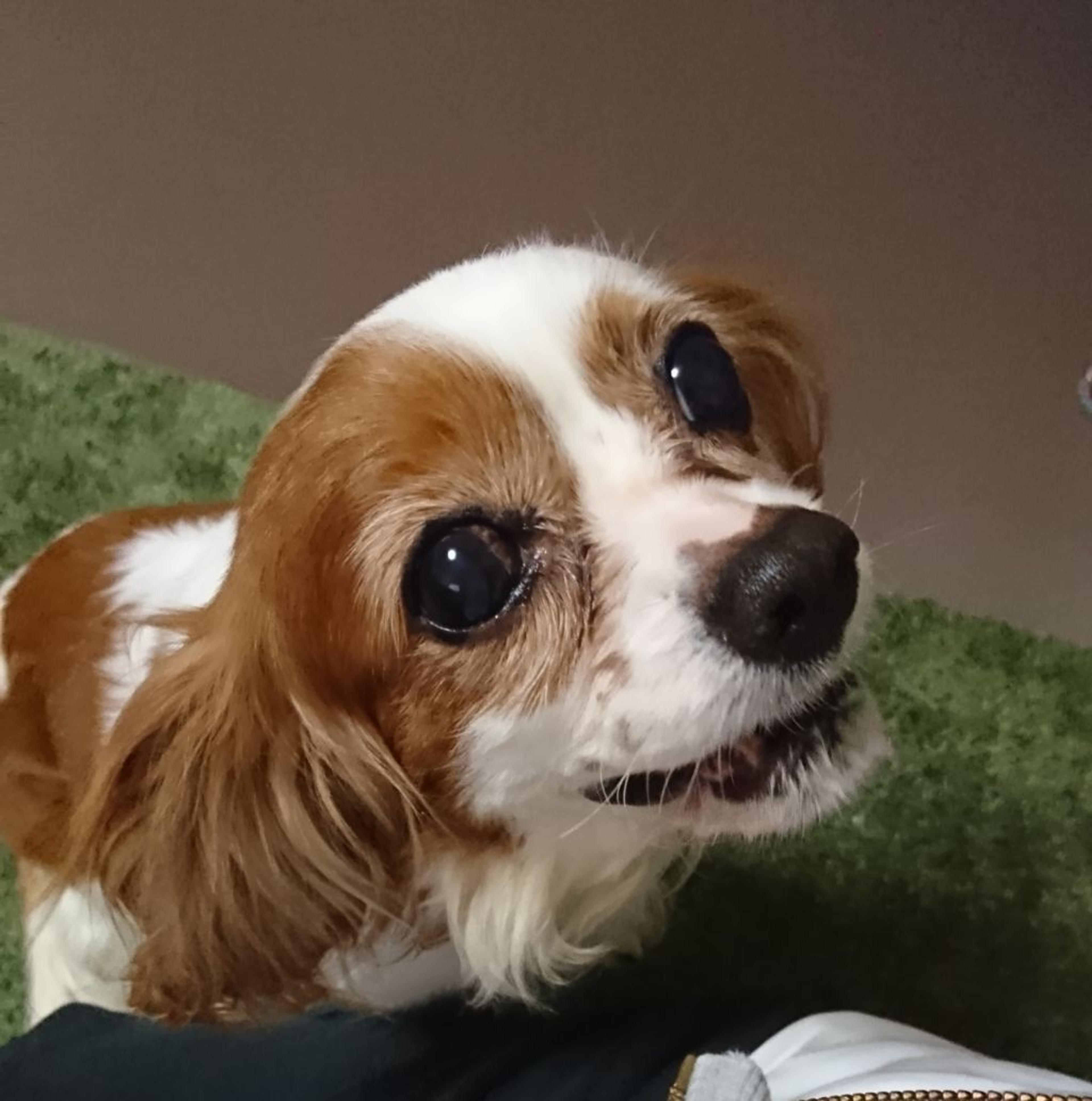 pet-image-2