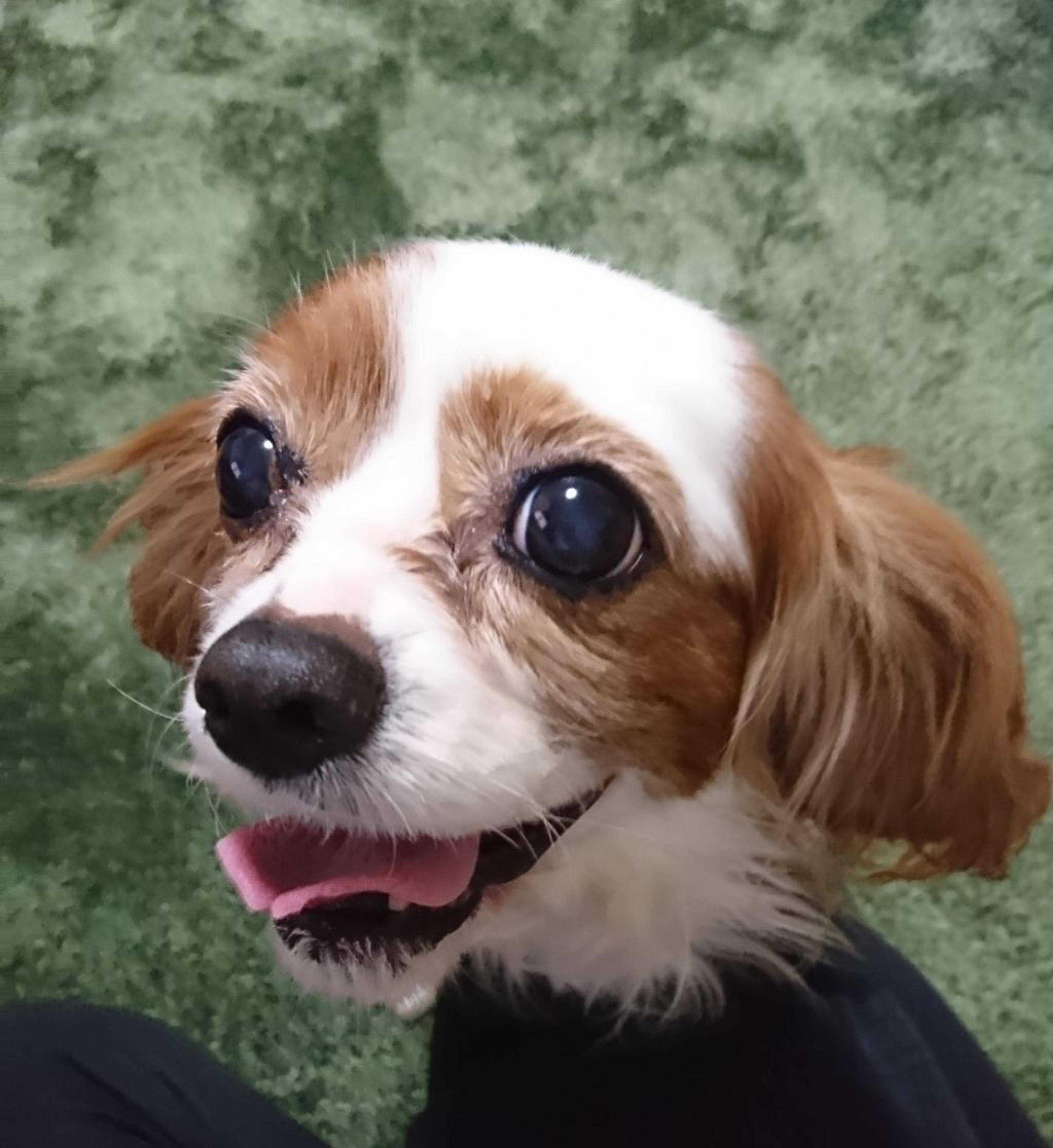 pet-image-4