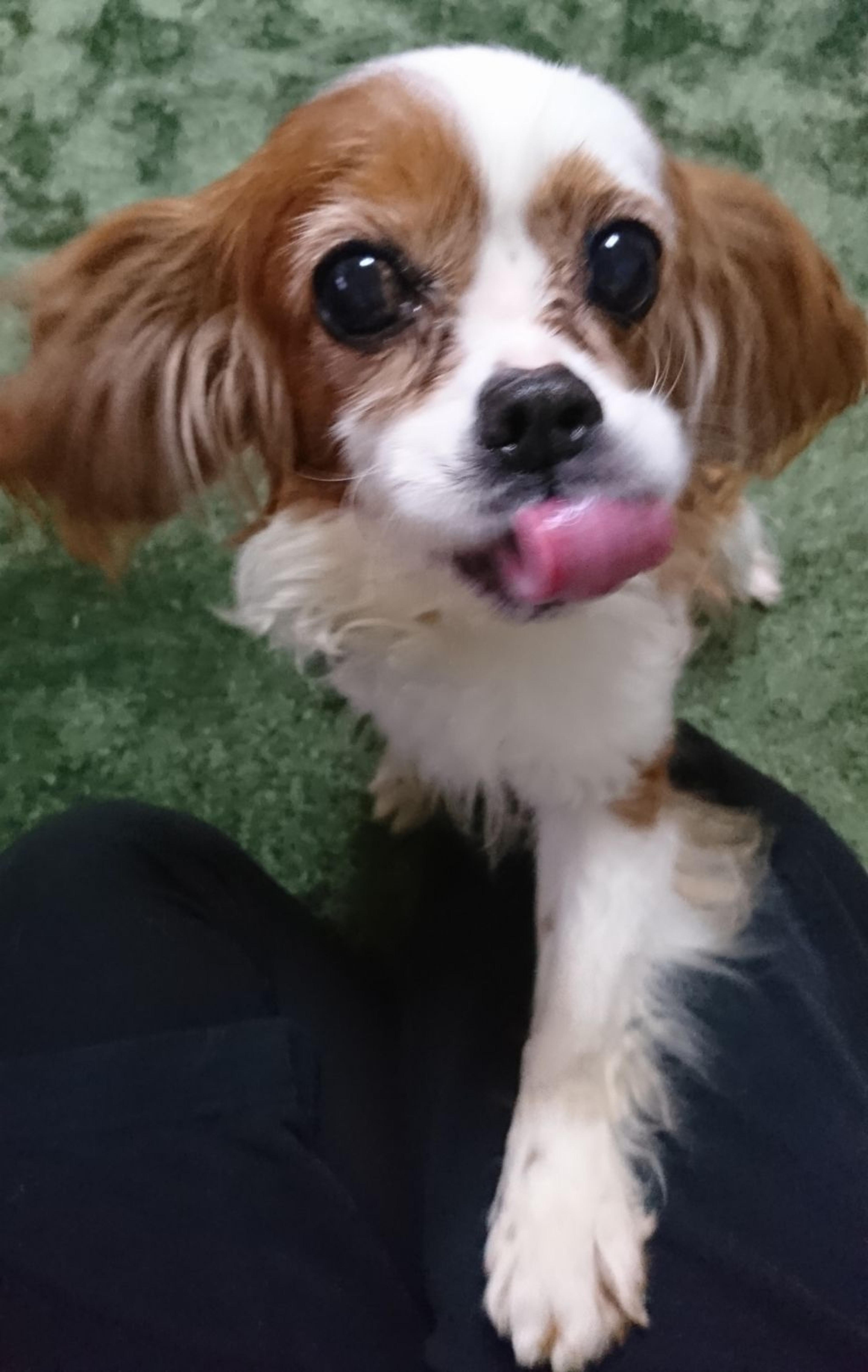 pet-image-5