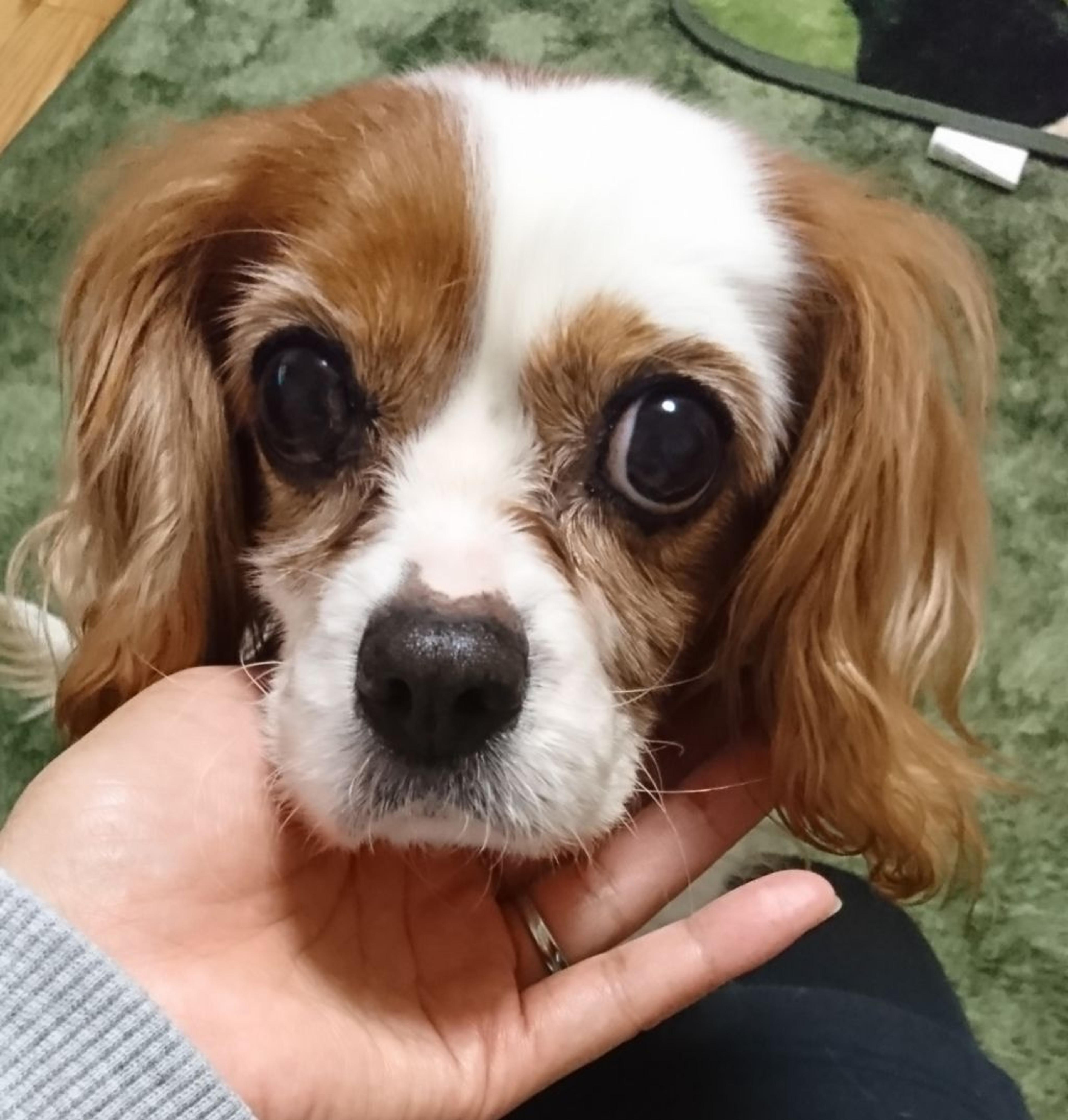 pet-image-6