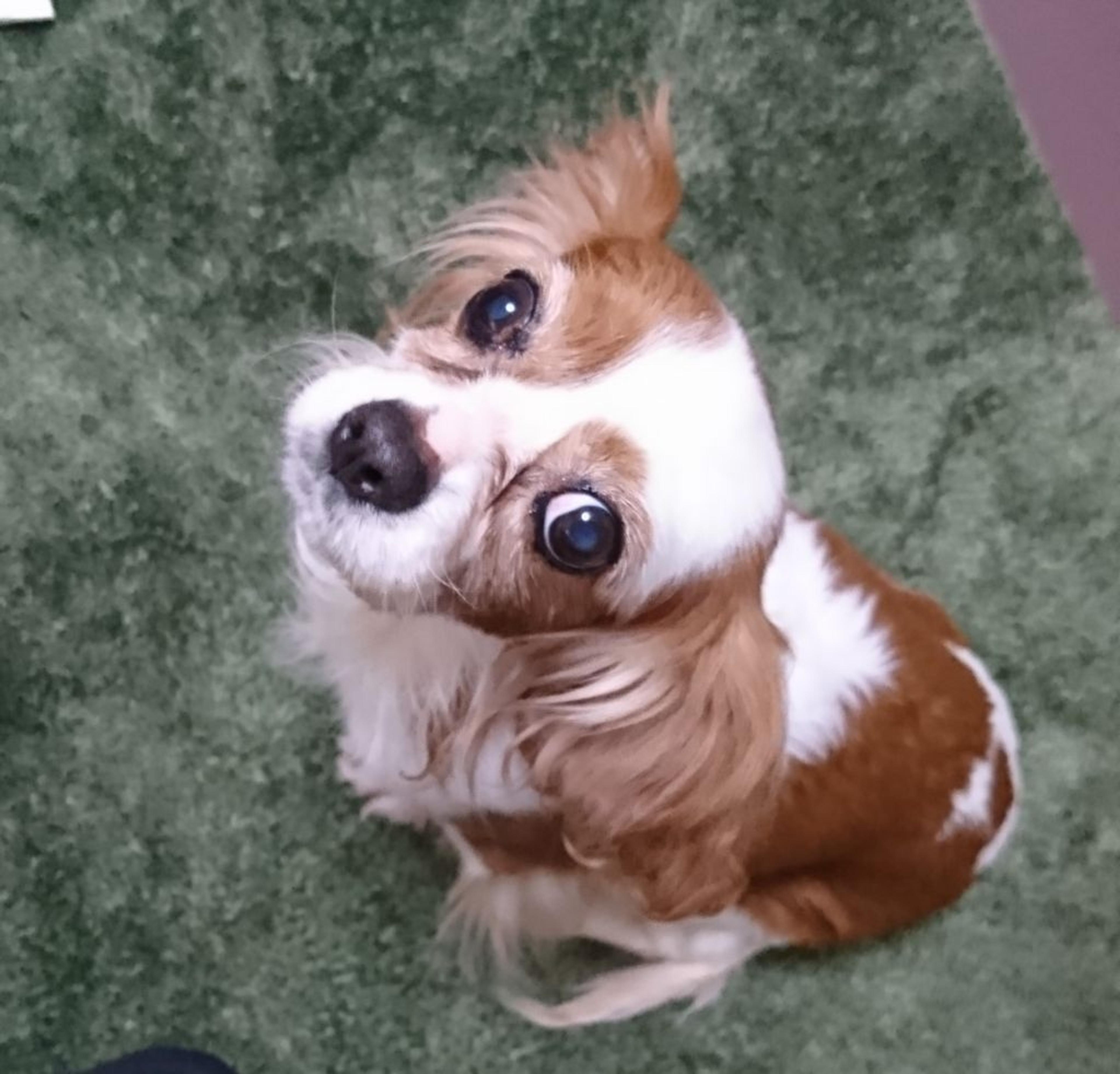 pet-image-7