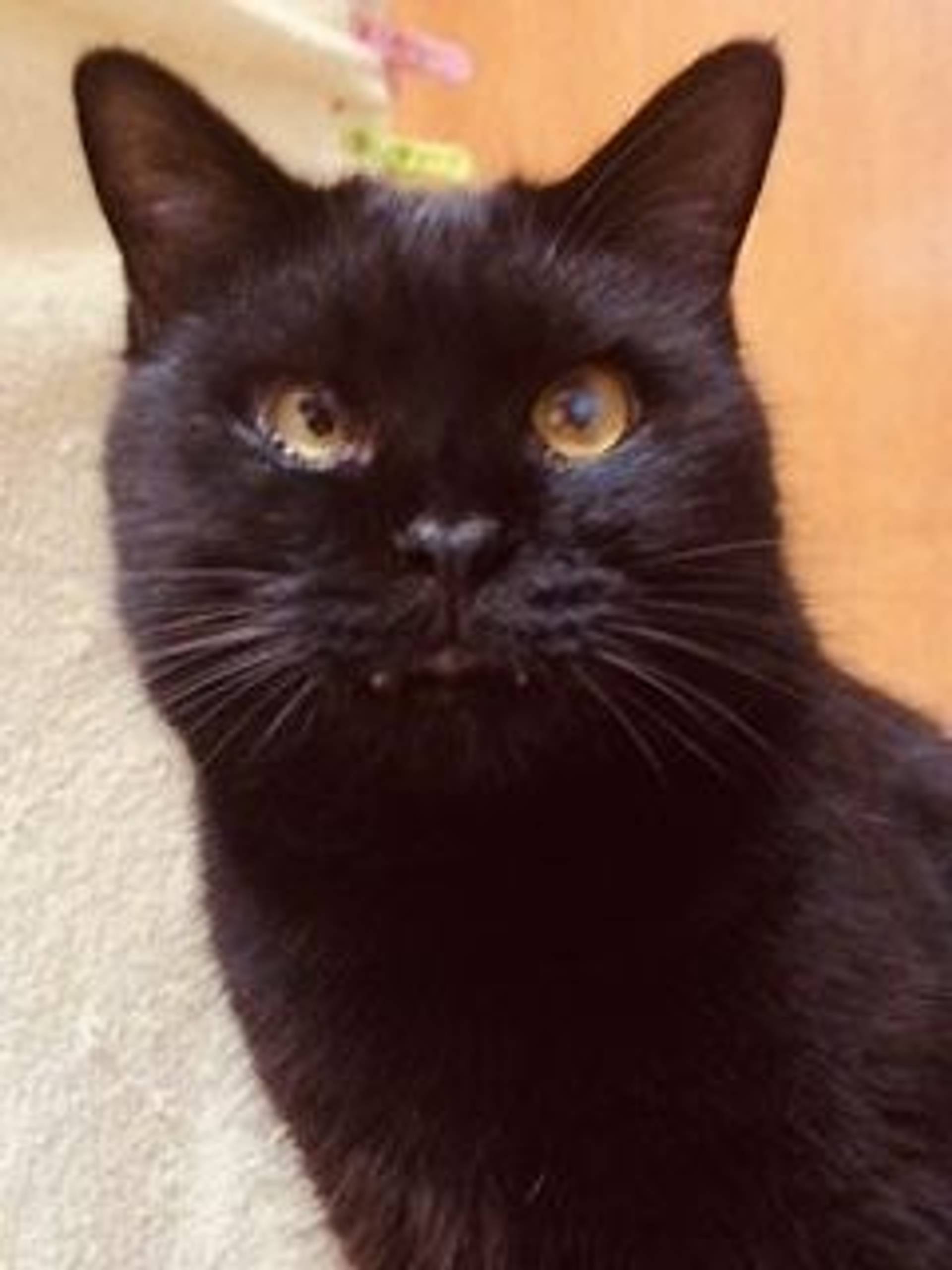 雑種（ミックス猫）・オスの里親募集の写真
