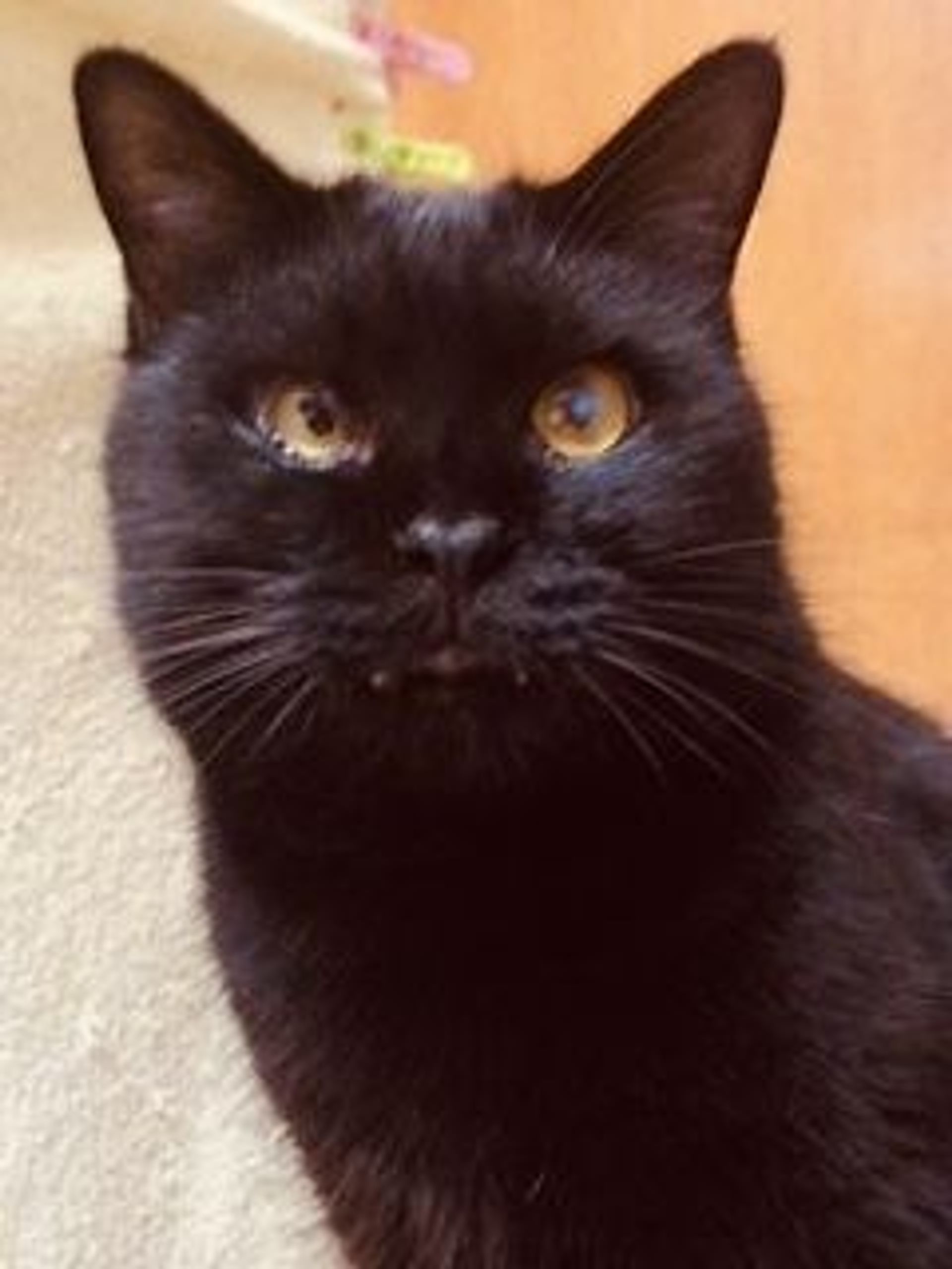 雑種（ミックス猫）・オスの里親募集の写真