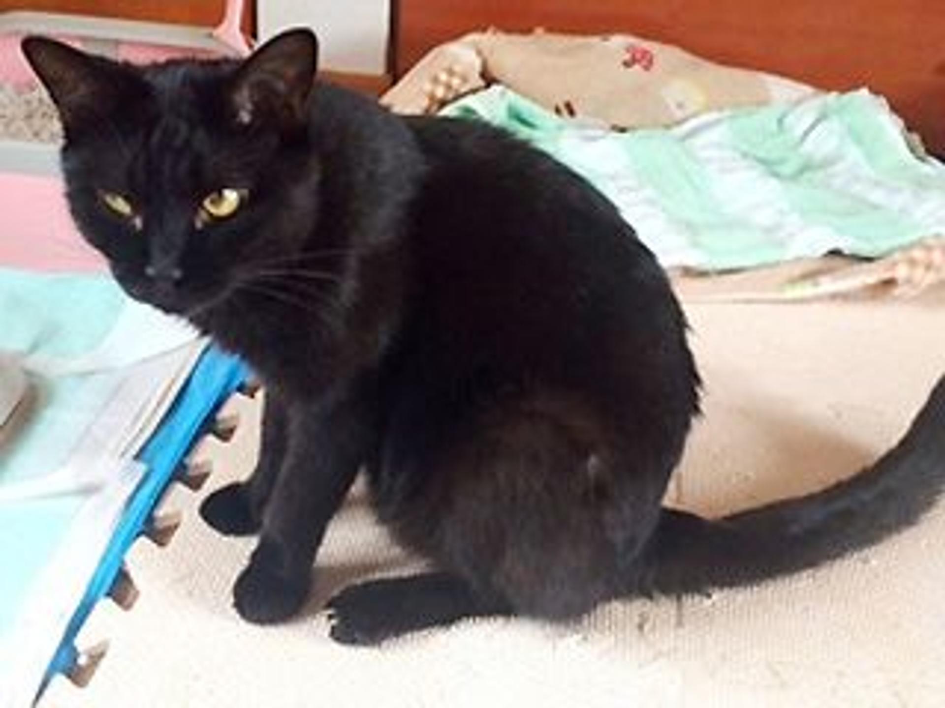 pet-image-4