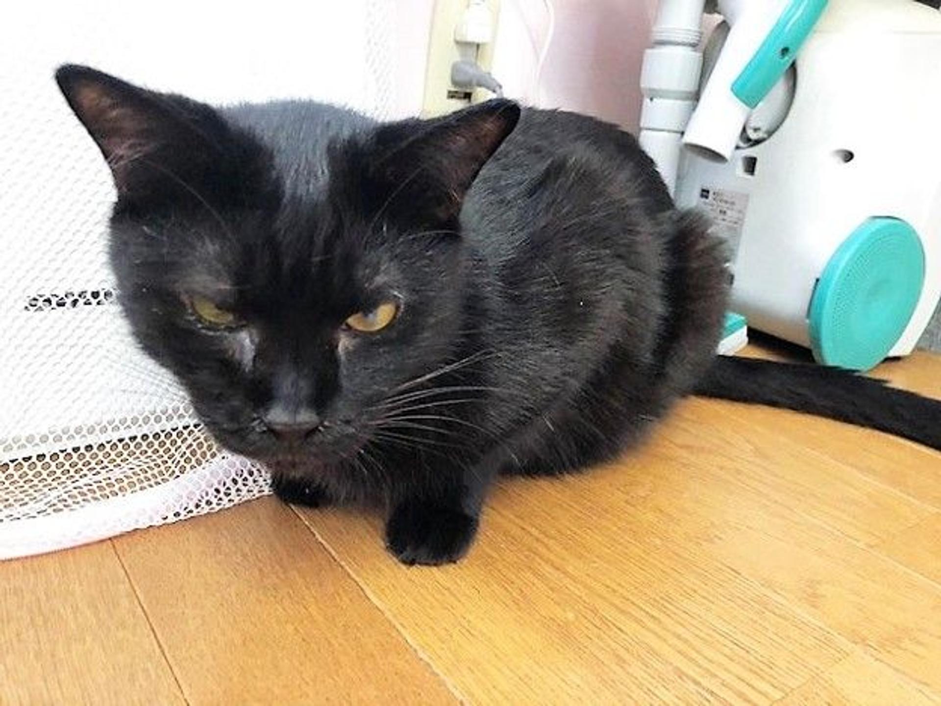 pet-image-9