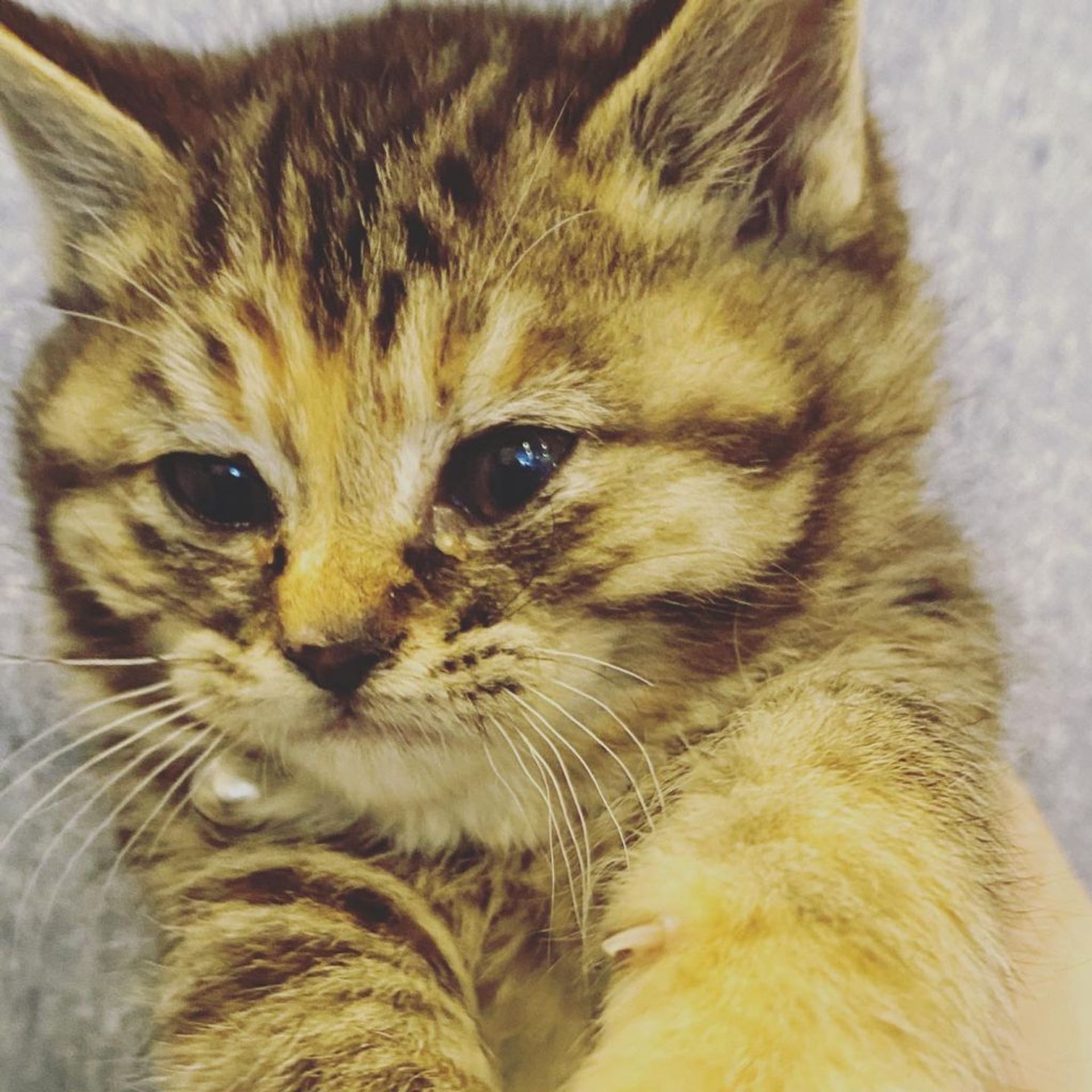 雑種（ミックス猫）・メスの里親募集の写真