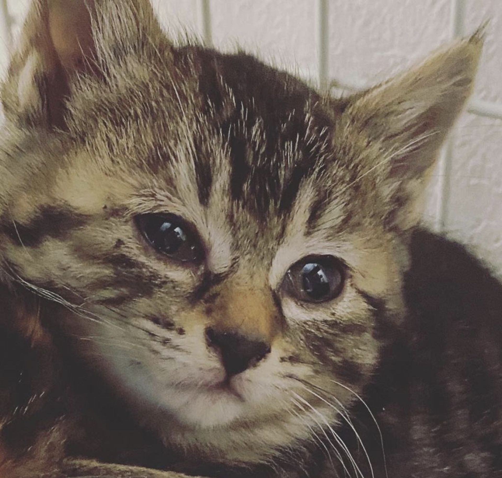 雑種（ミックス猫）・メスの里親募集の写真