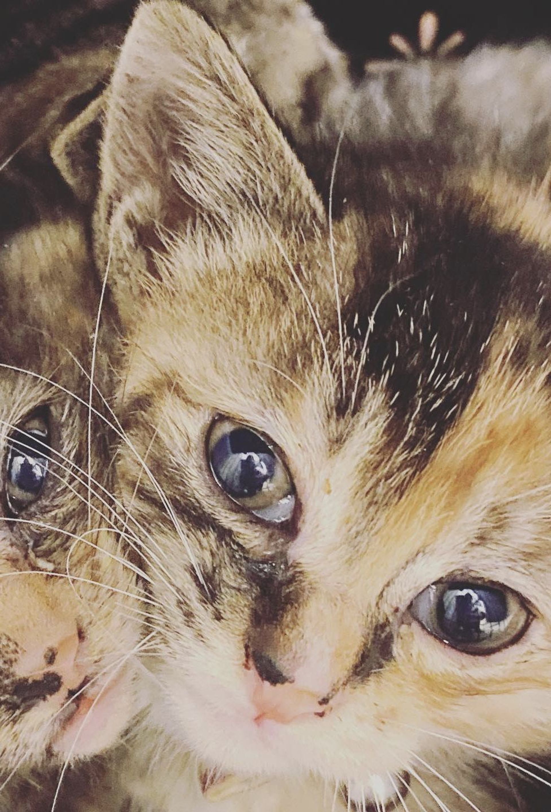 雑種（ミックス猫）・メスの里親募集の写真