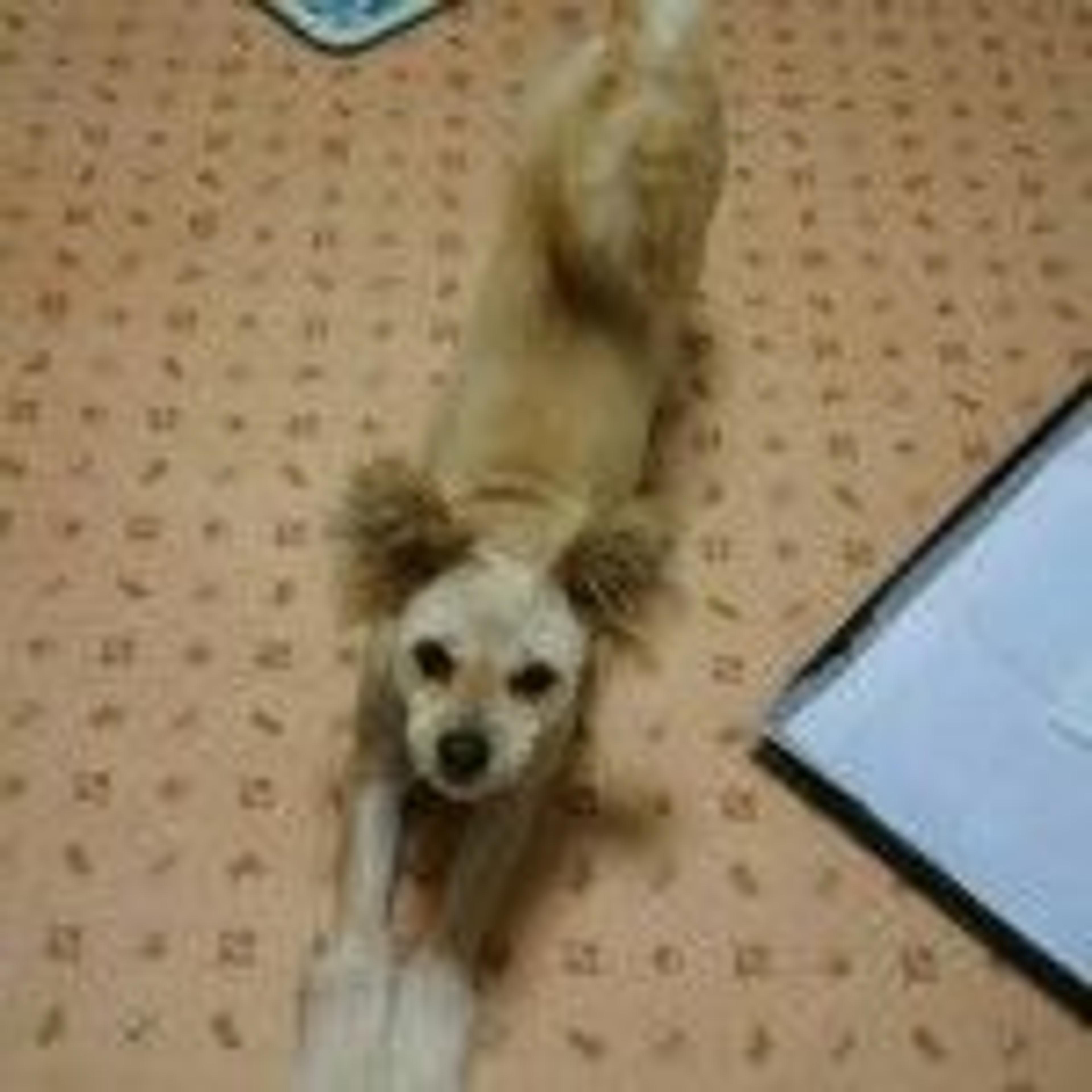 pet-image-3