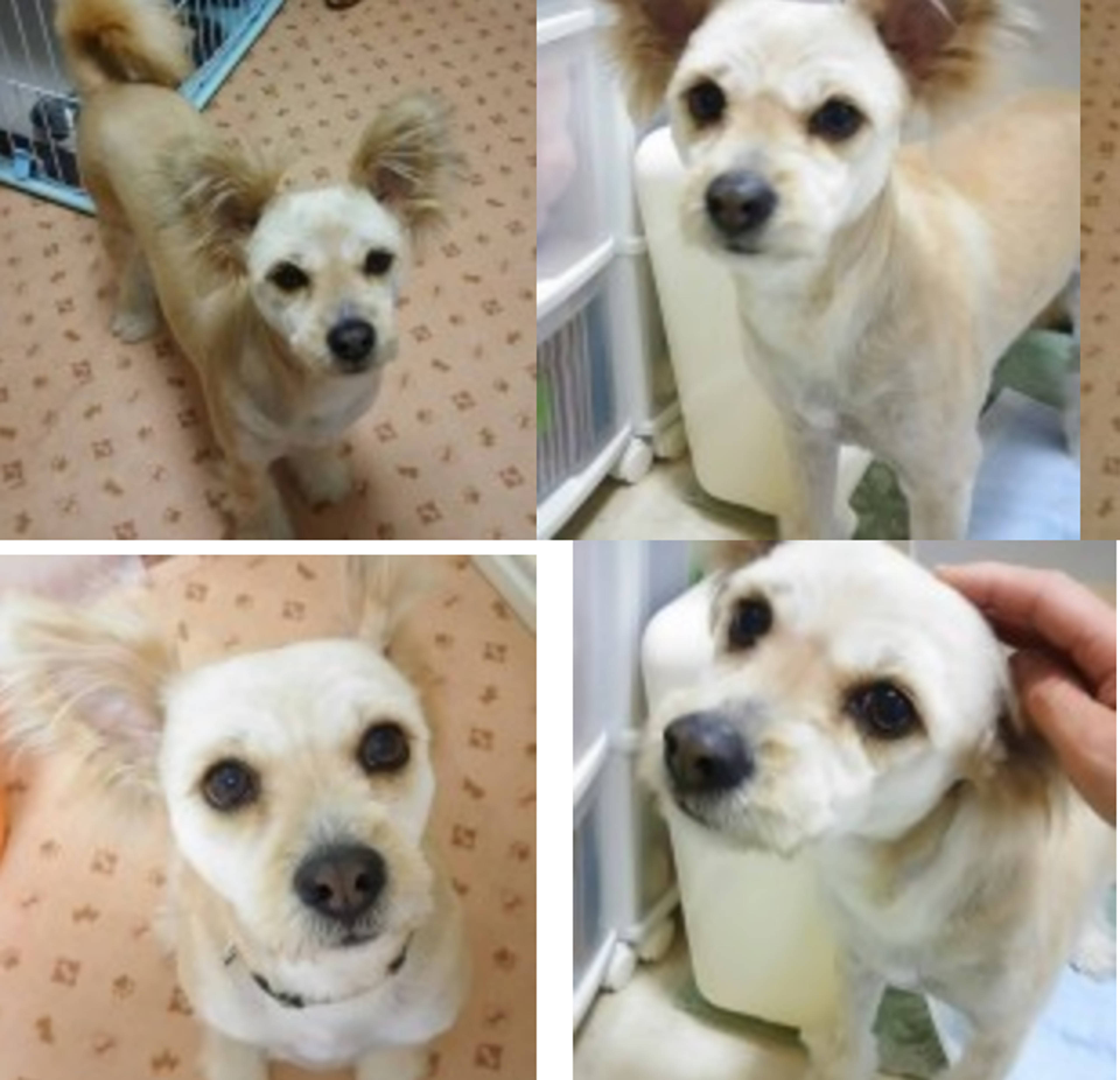 雑種（ミックス犬）・メスの里親募集の写真