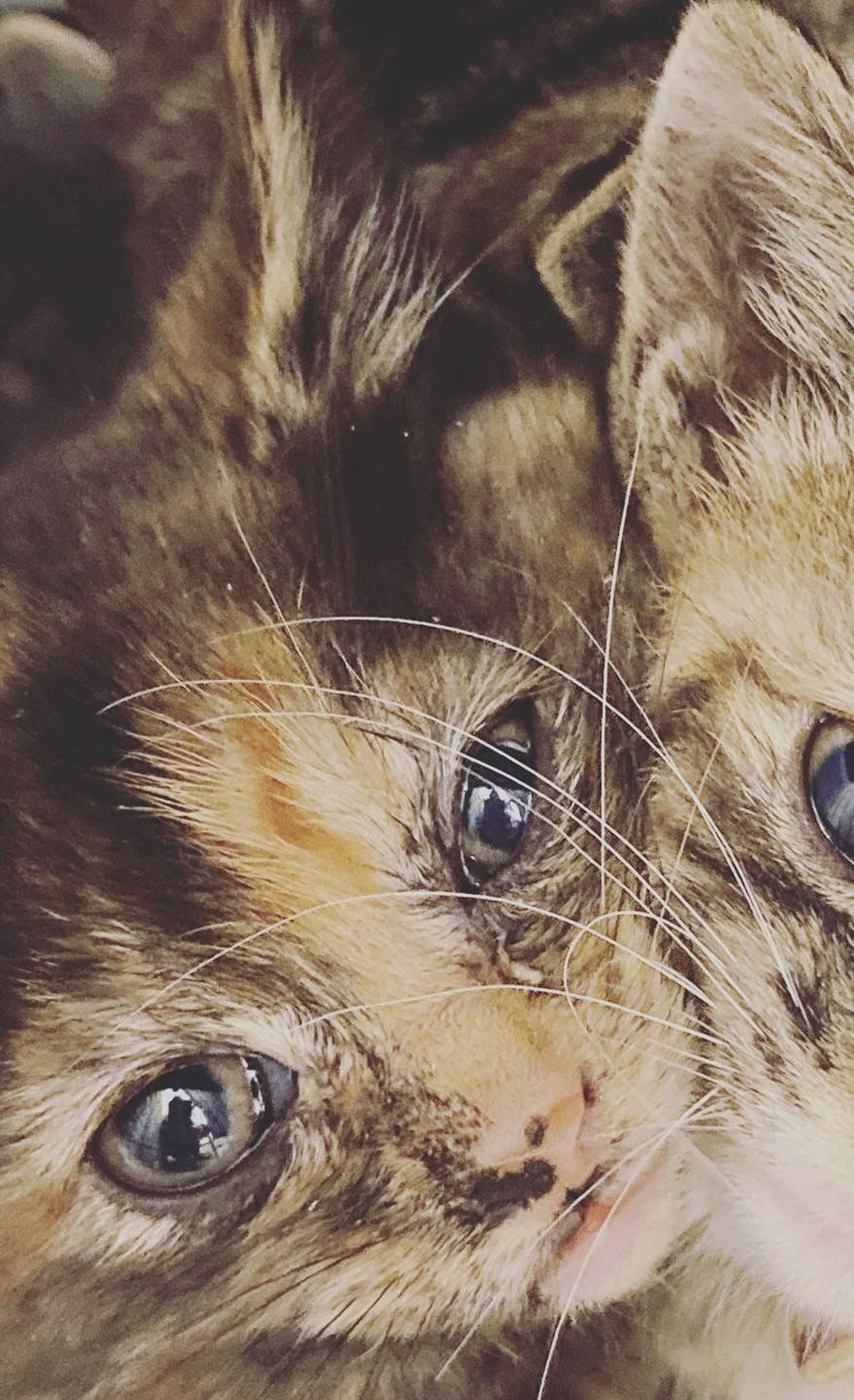 雑種（ミックス猫）・メスの里親募集の写真