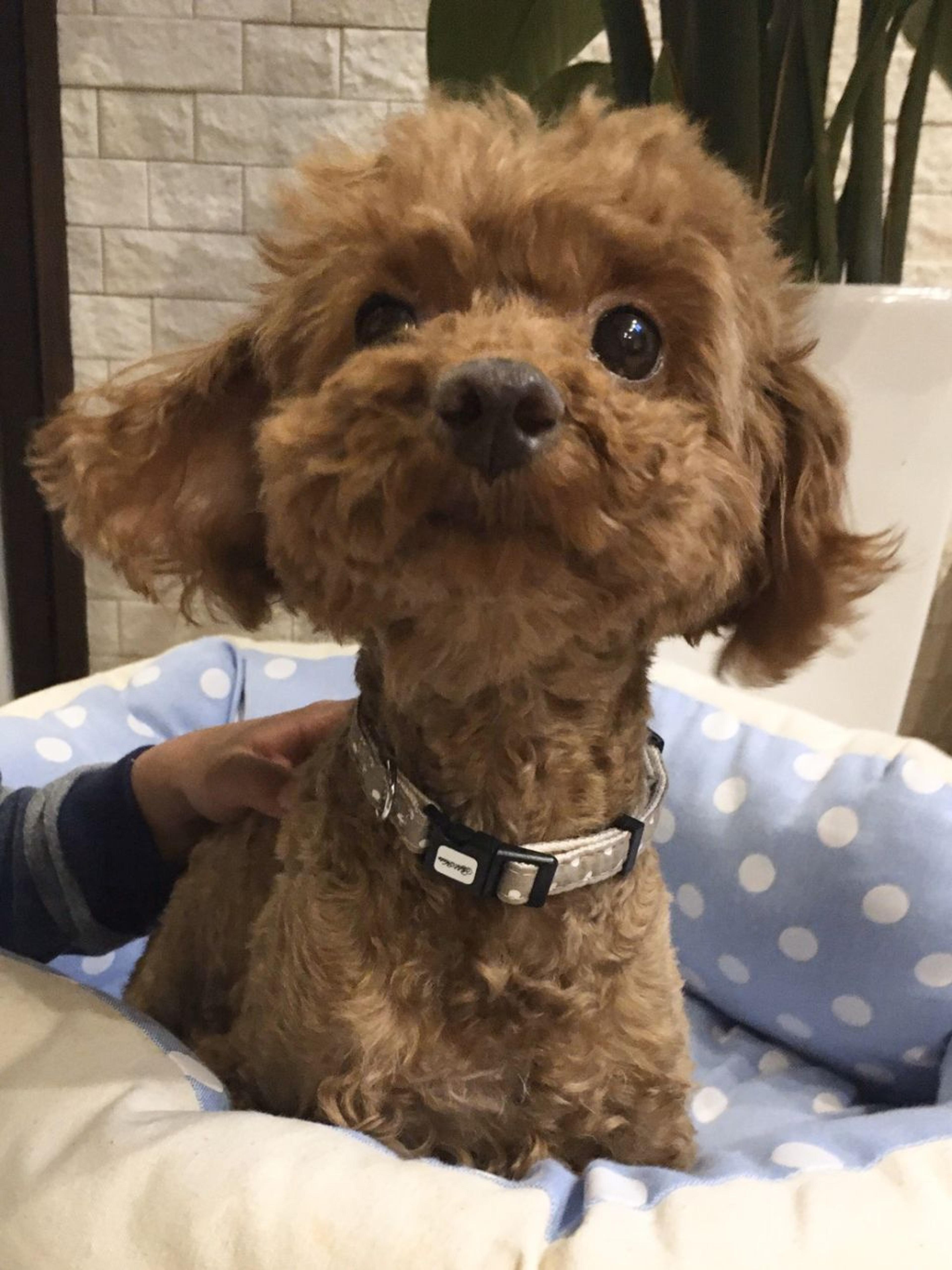pet-image-2