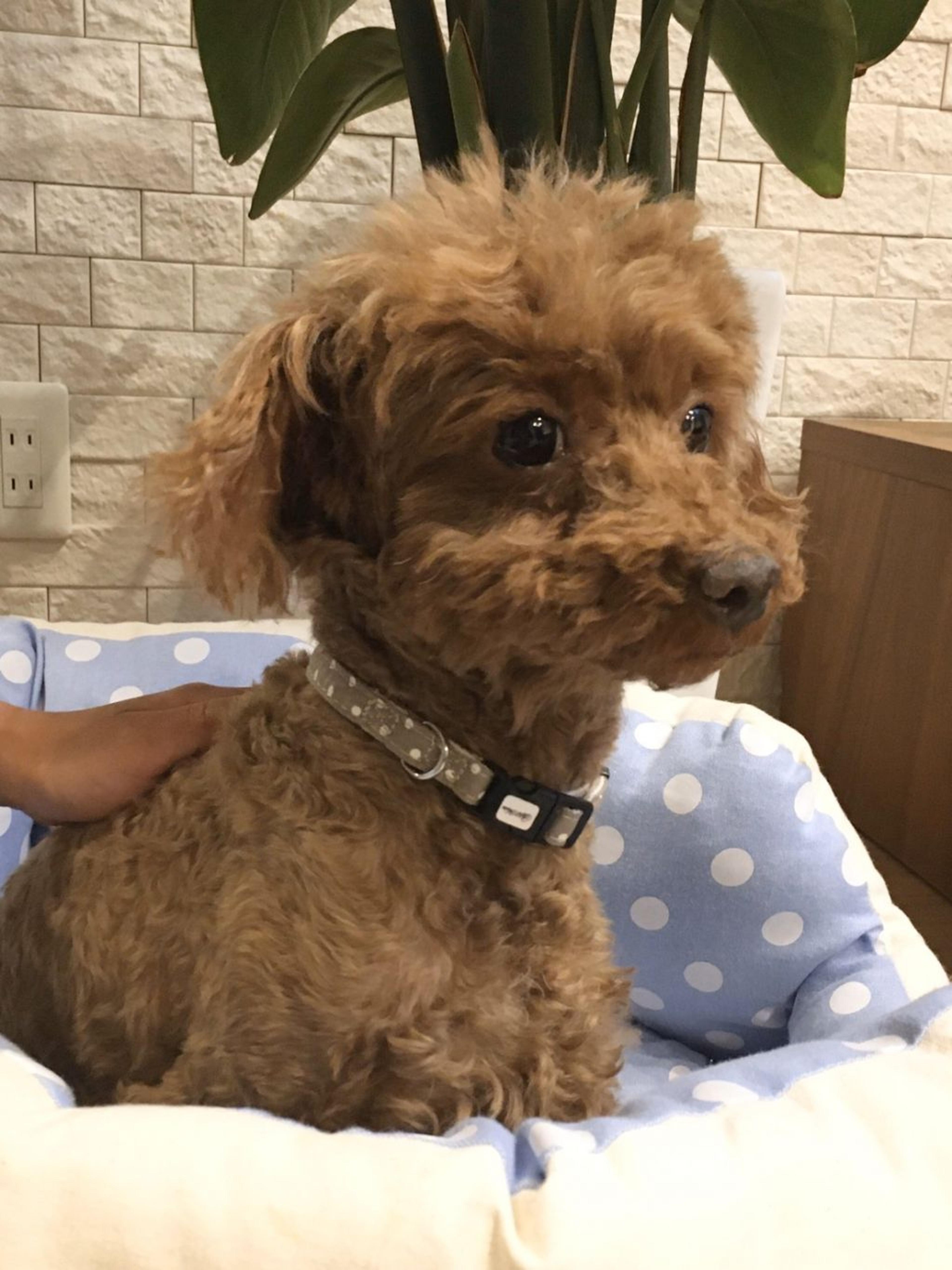 pet-image-3