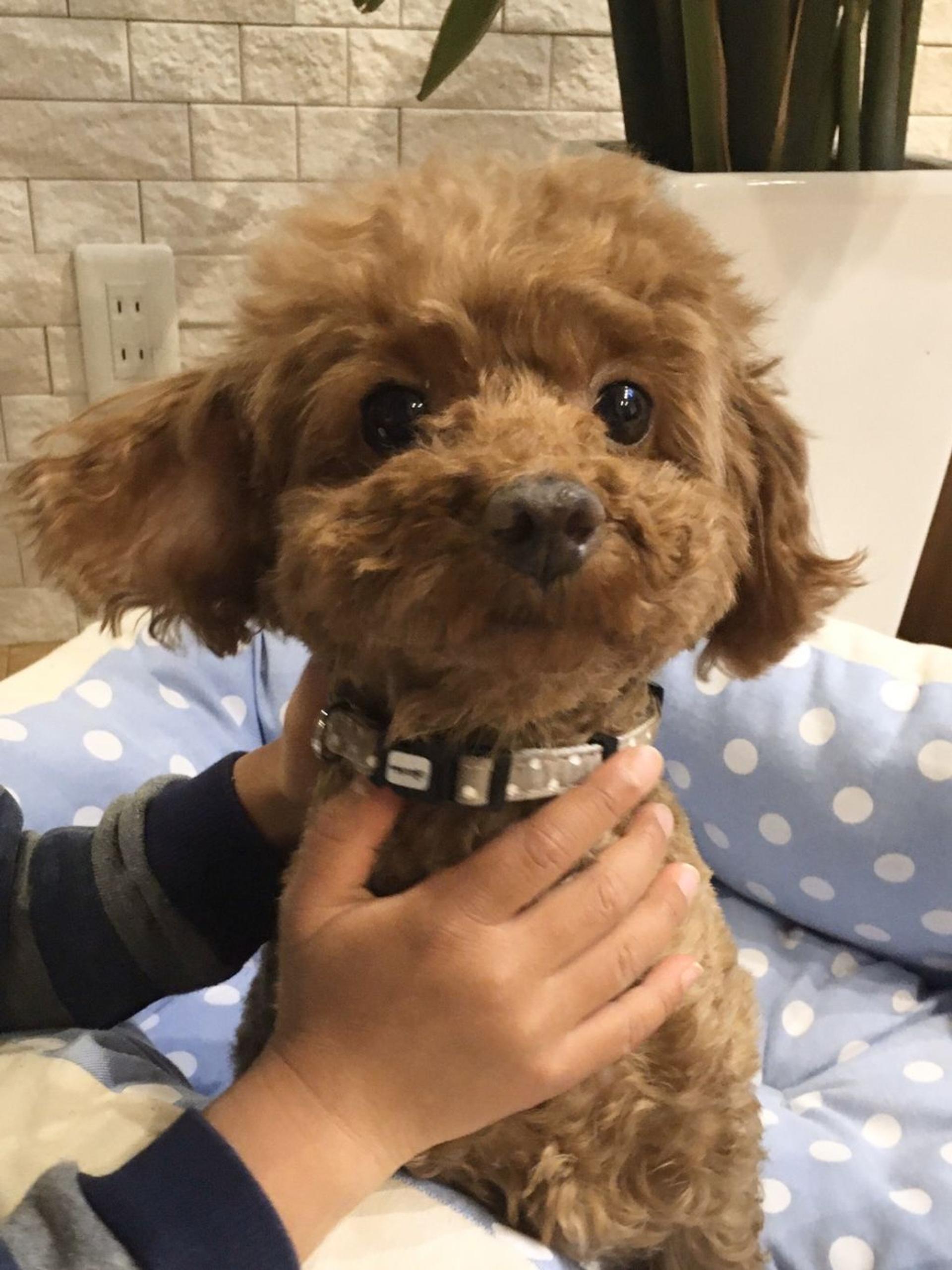 pet-image-4