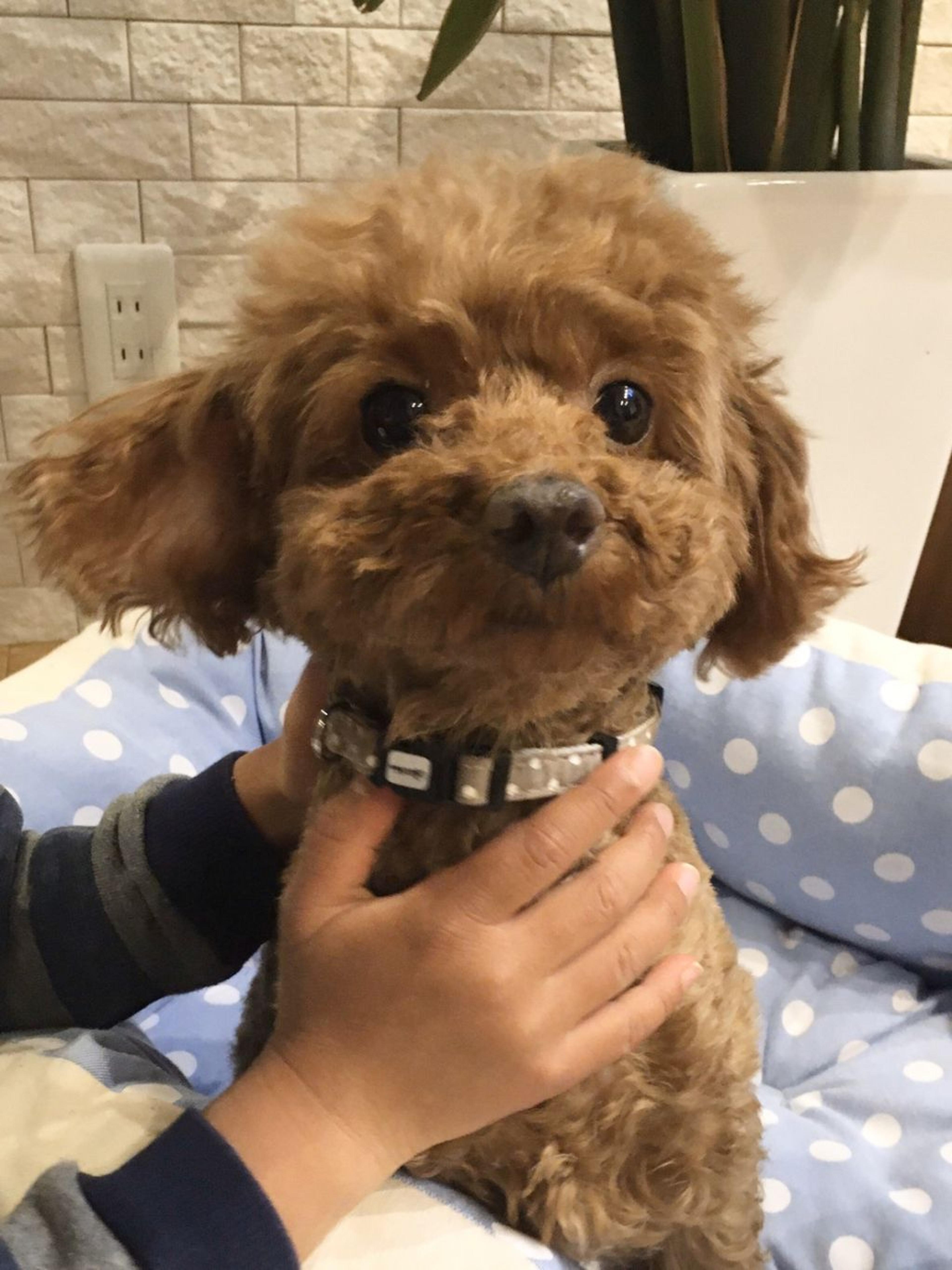pet-image-4