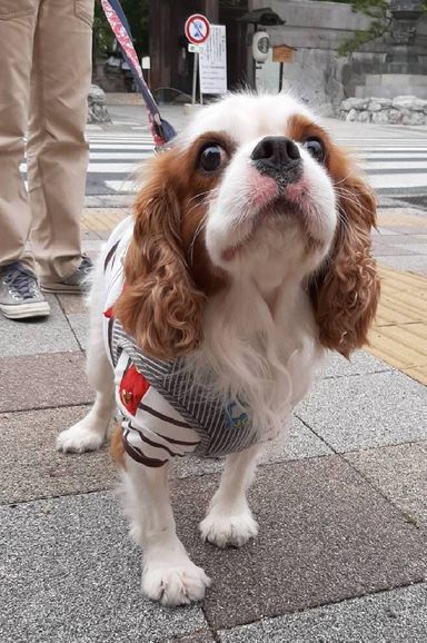 アンディの写真