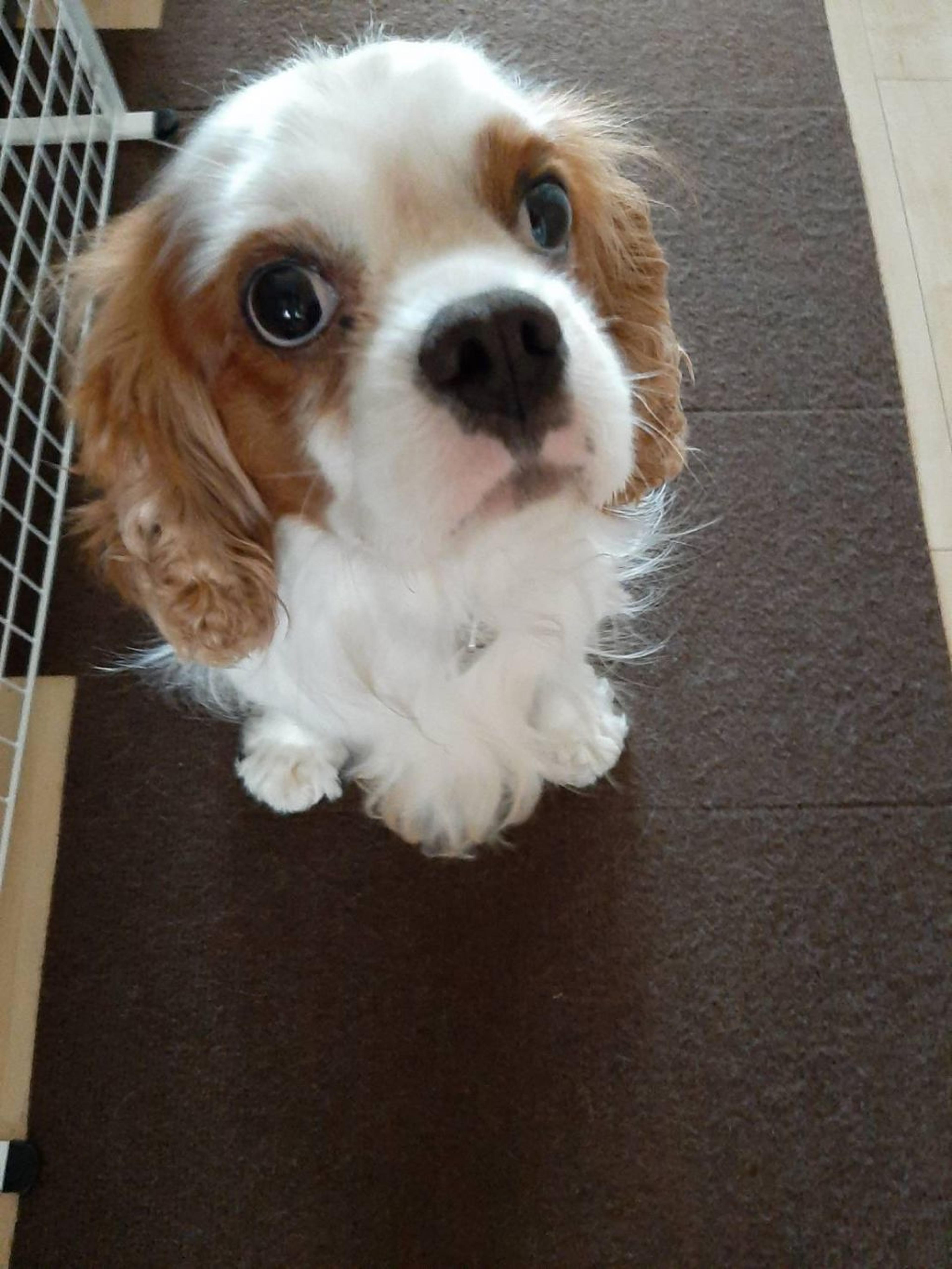 pet-image-3