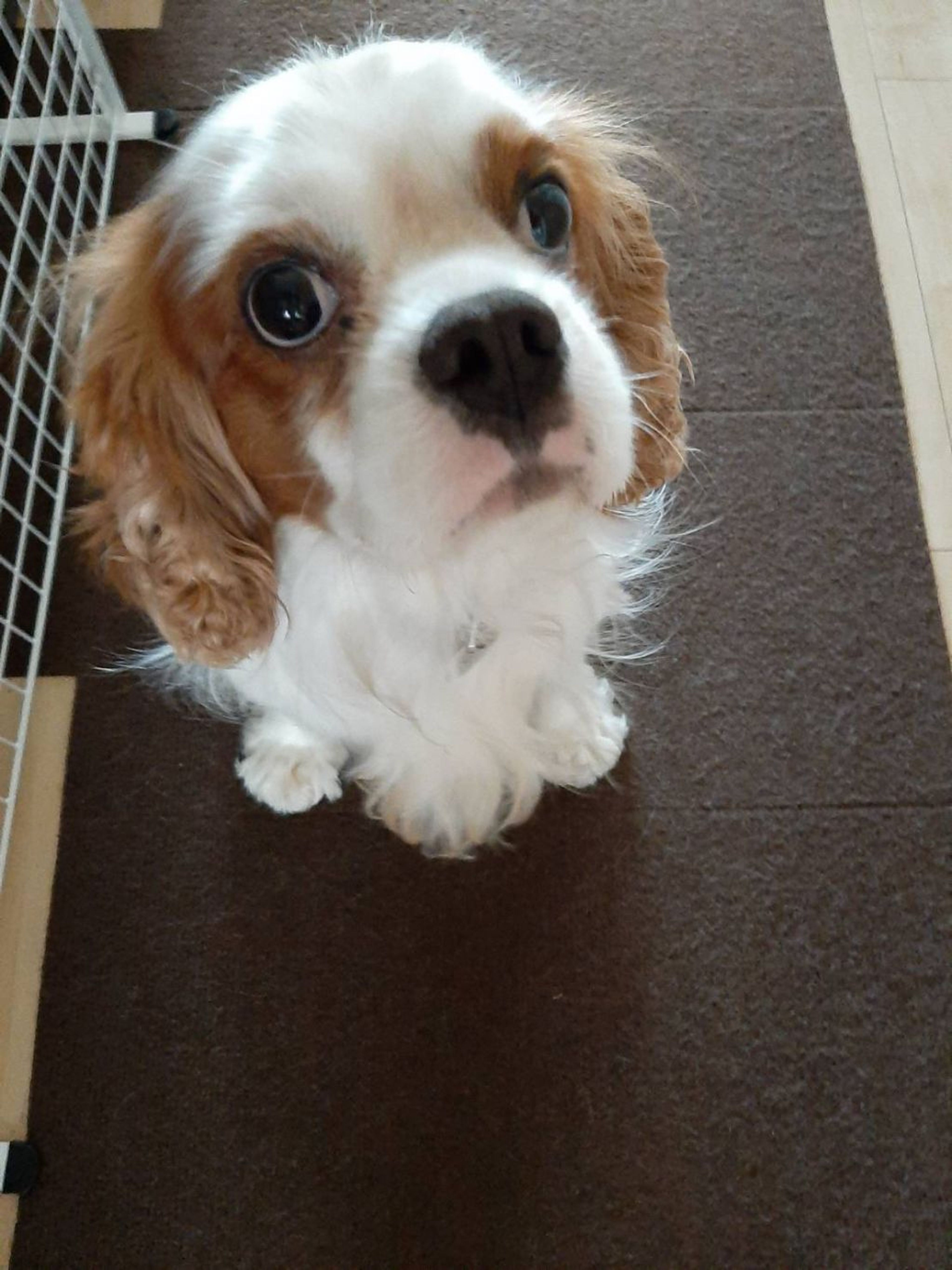 pet-image-3
