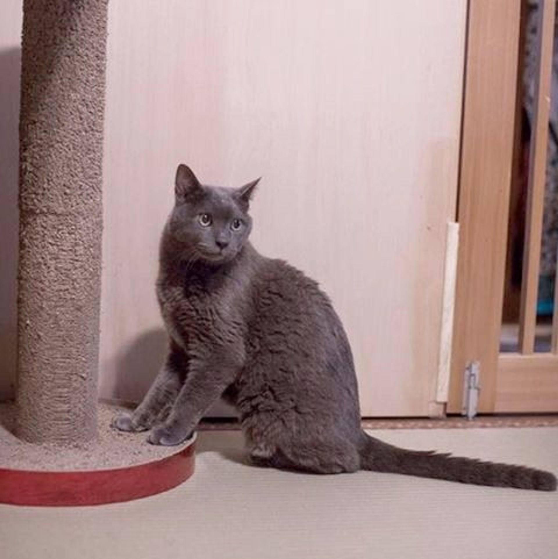 雑種（ミックス猫）・オスの里親募集の写真