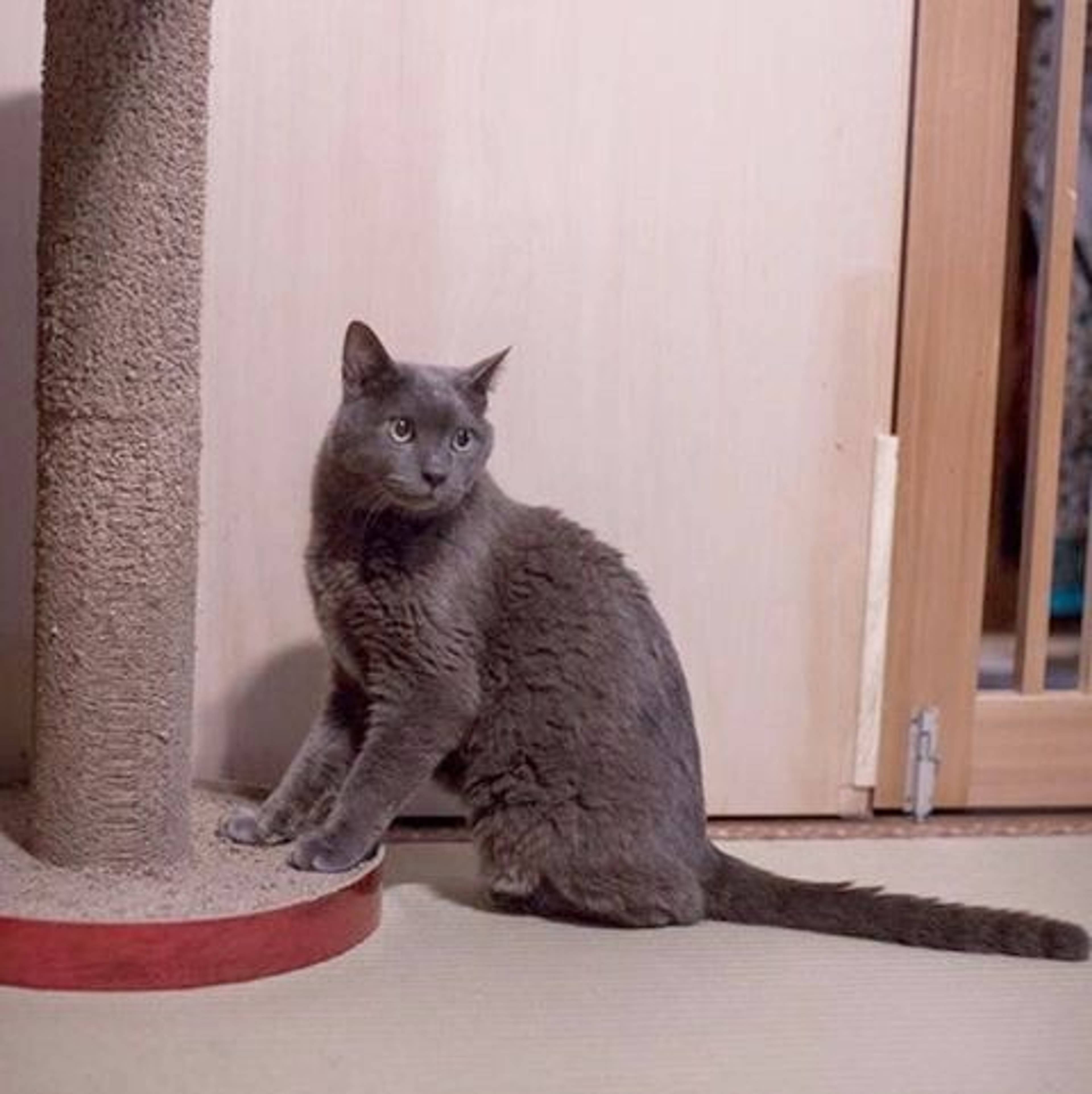 雑種（ミックス猫）・オスの里親募集の写真