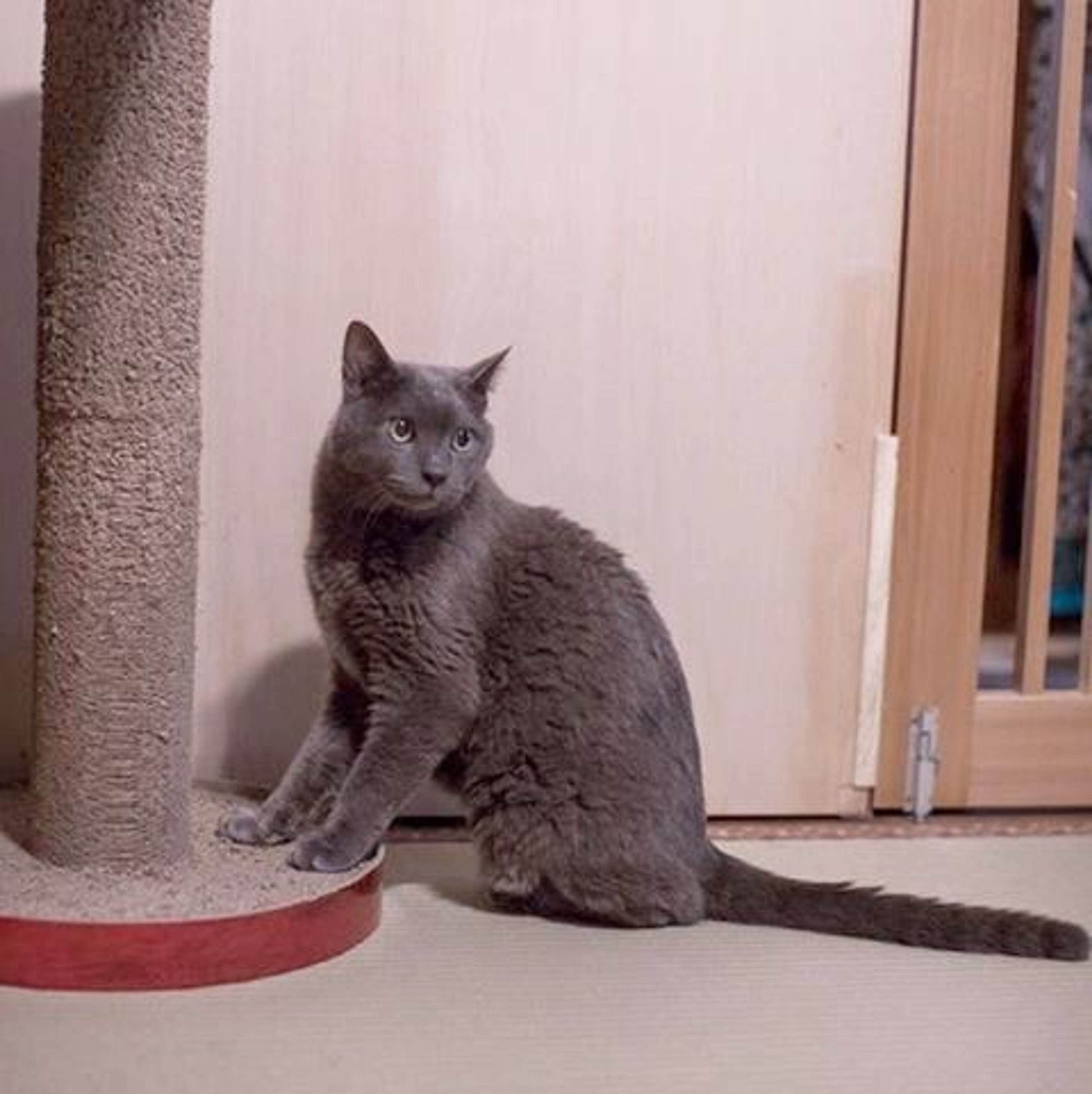 雑種（ミックス猫）・オスの里親募集の写真
