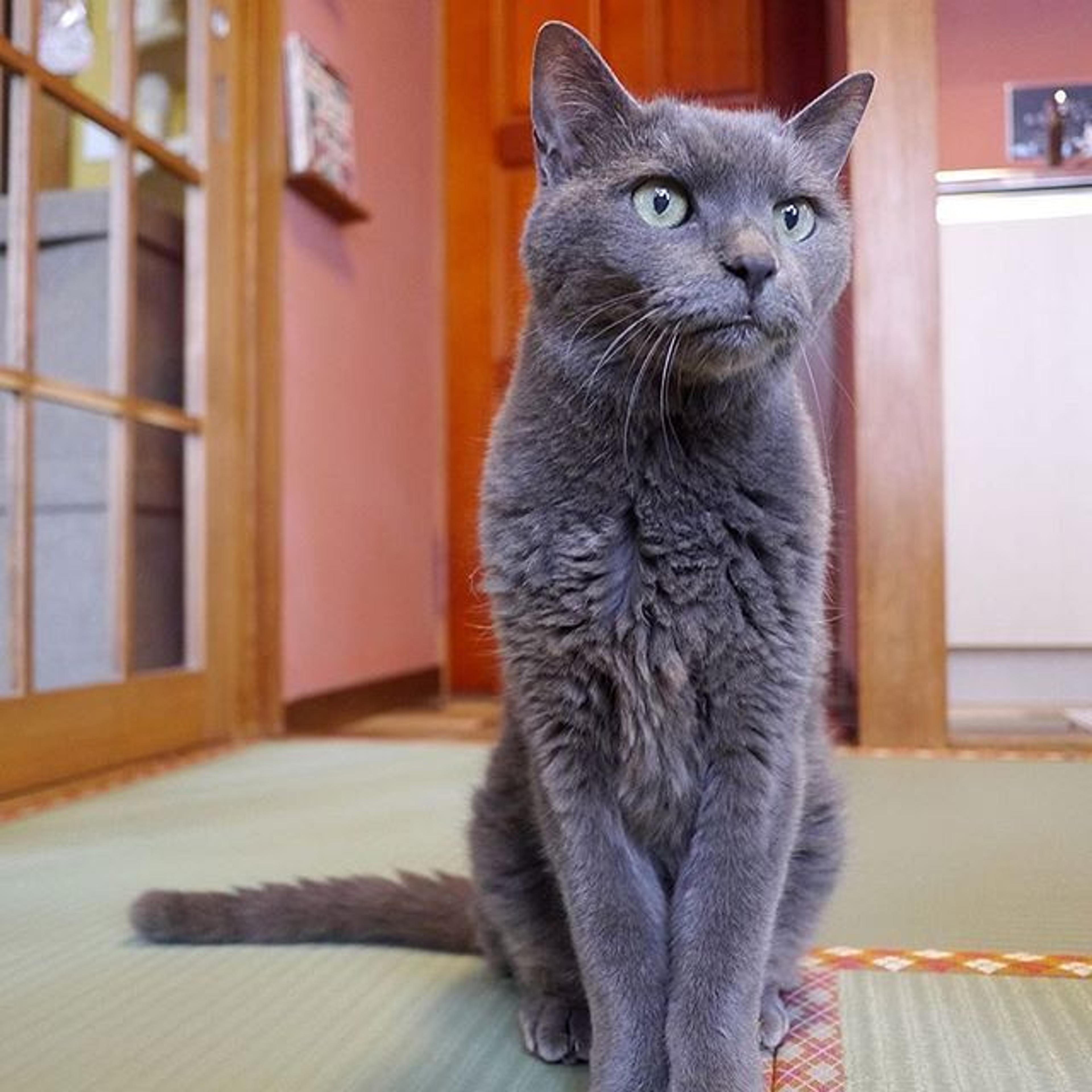 pet-image-2