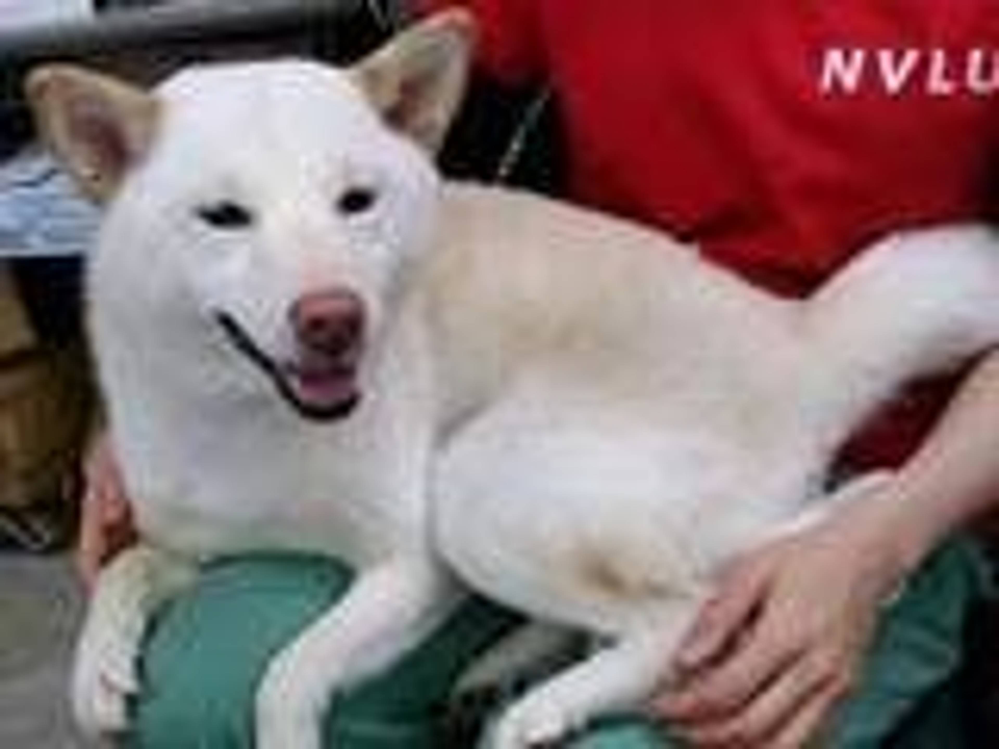 柴犬・メスの里親募集の写真