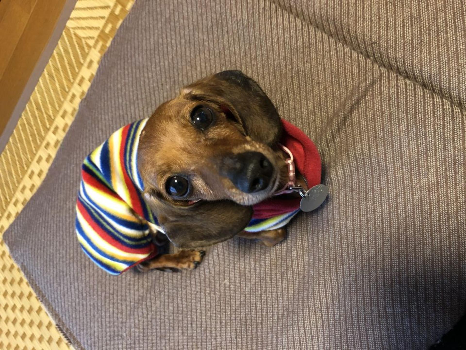 pet-image-4