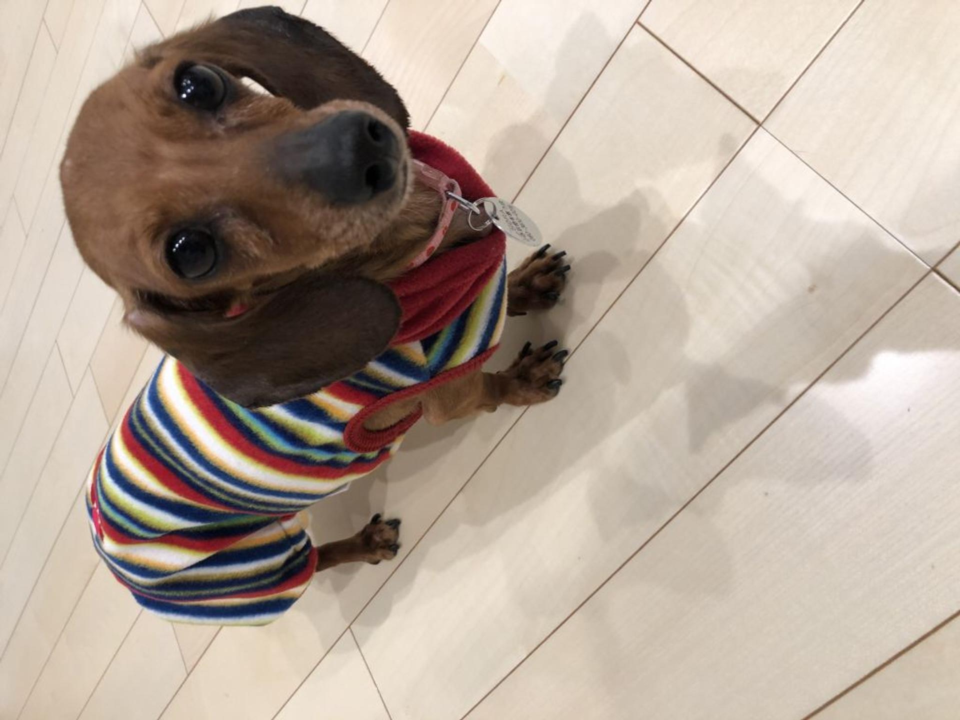 pet-image-5