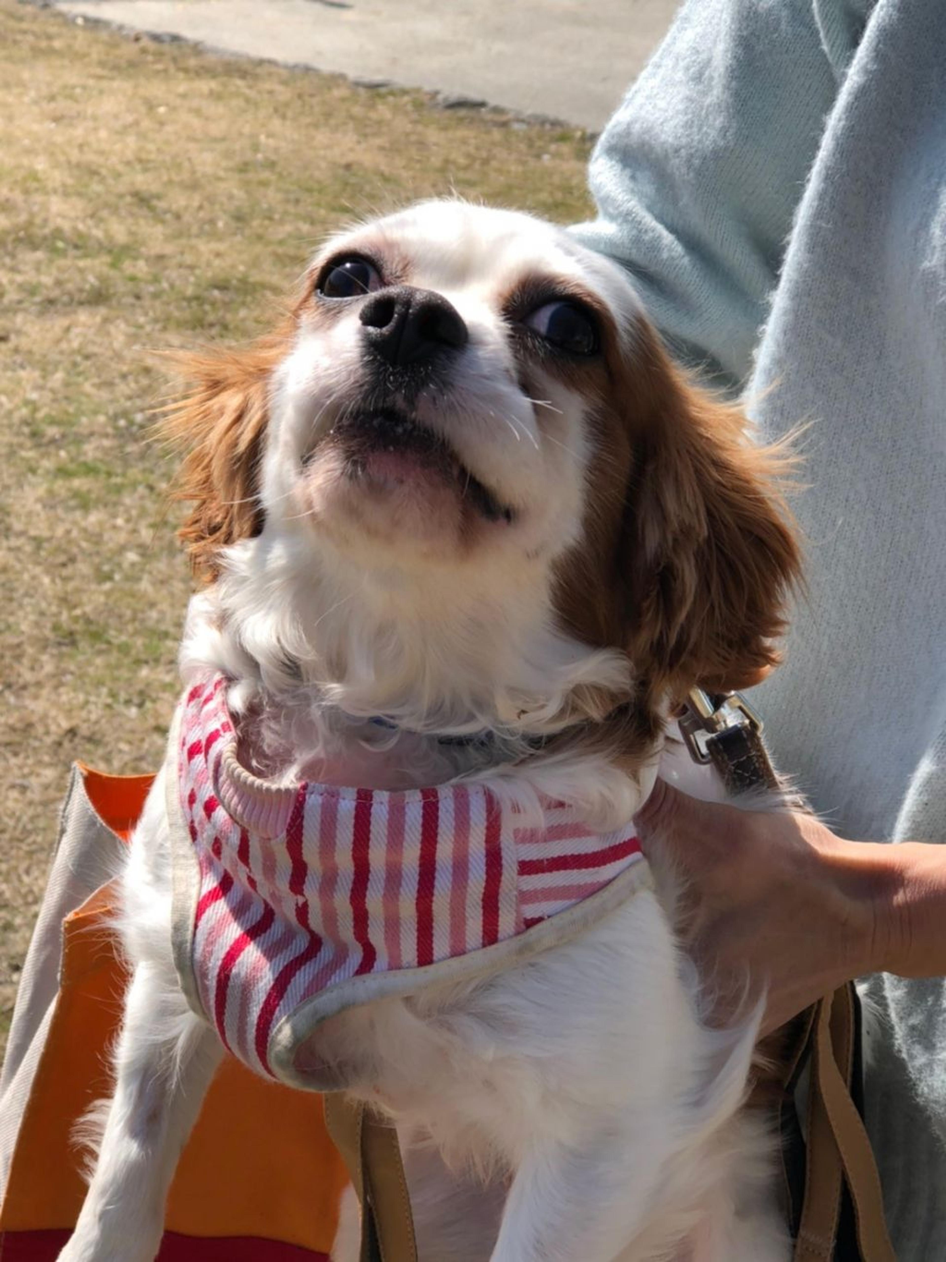 pet-image-3