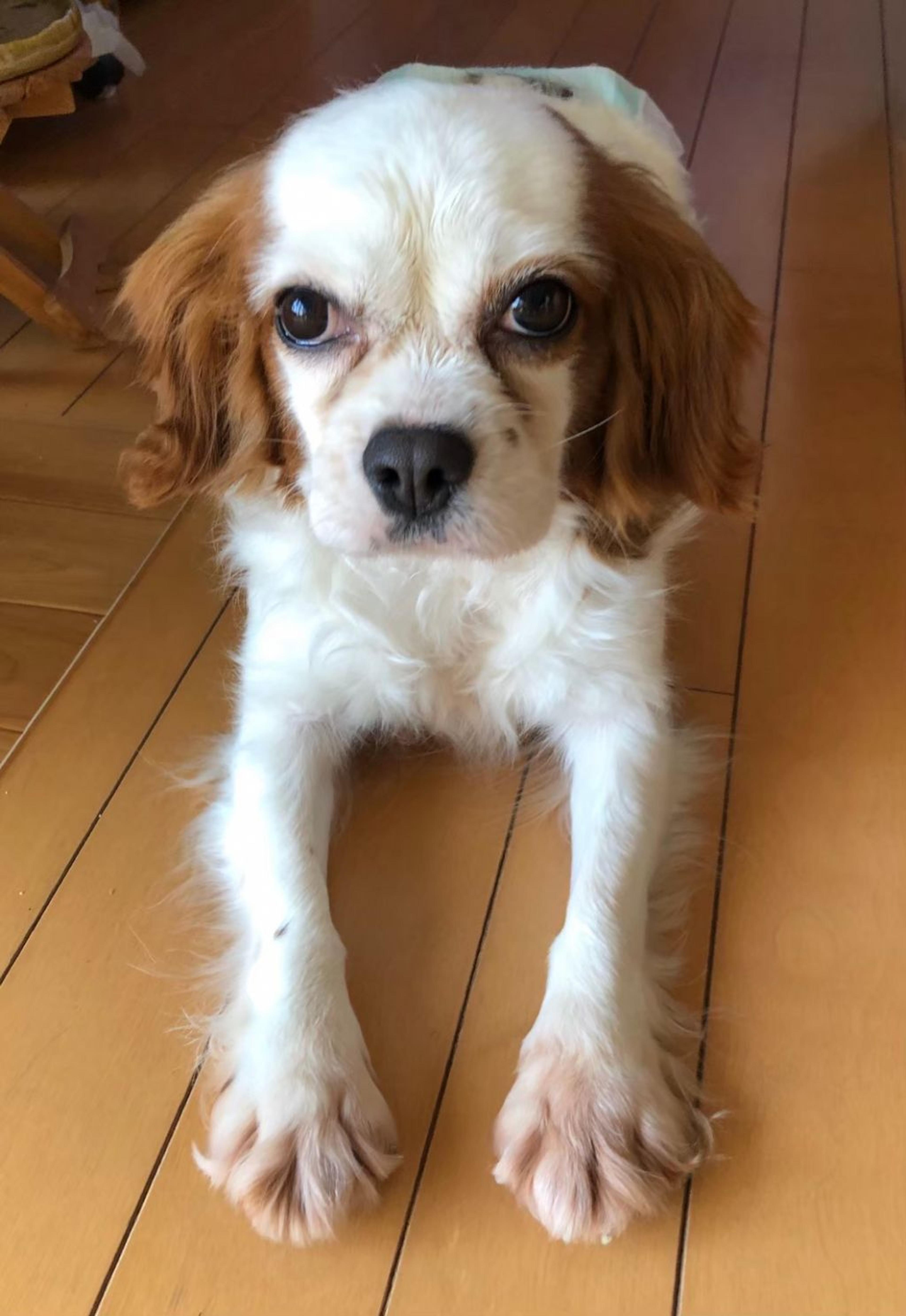 pet-image-4