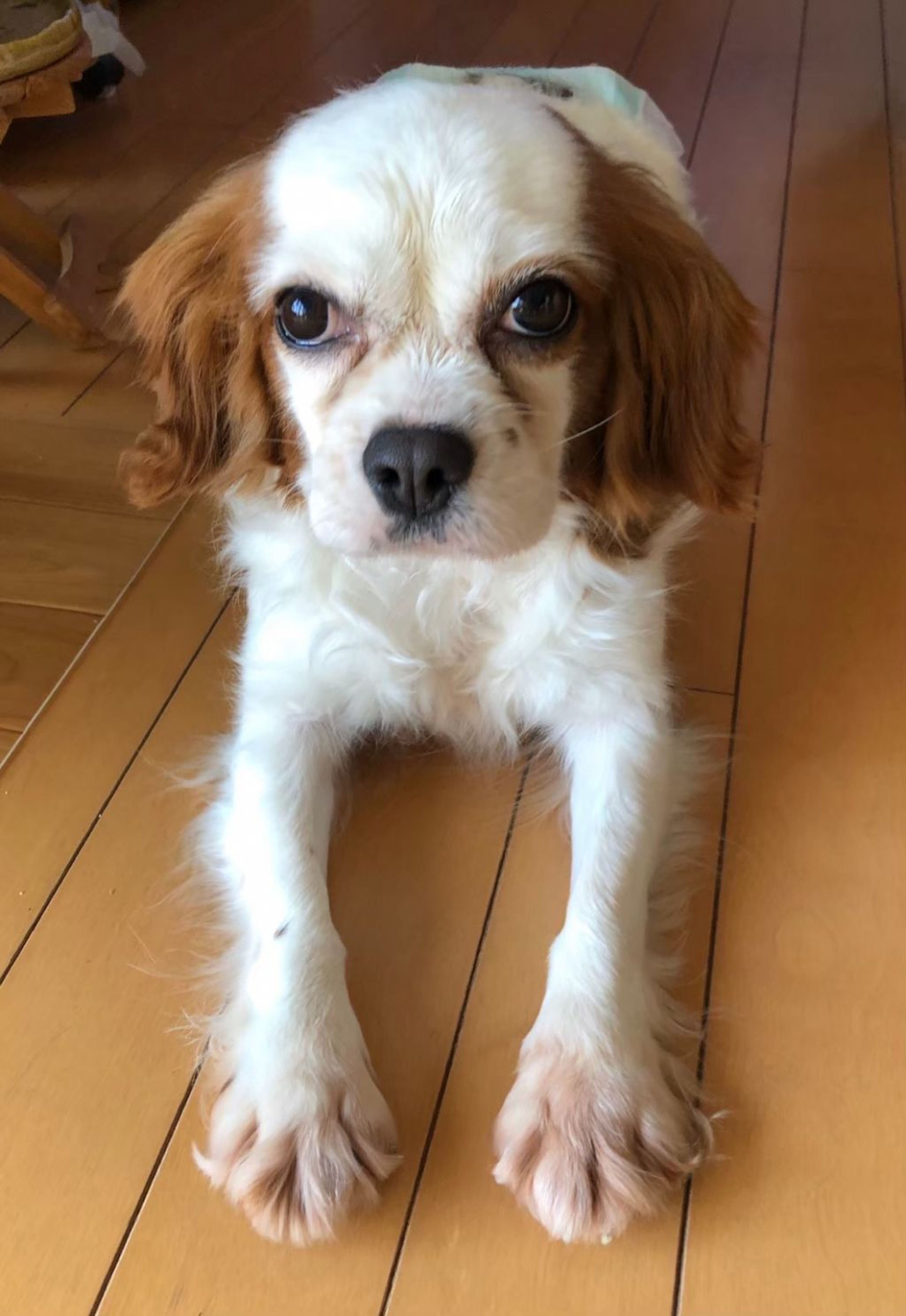 pet-image-4