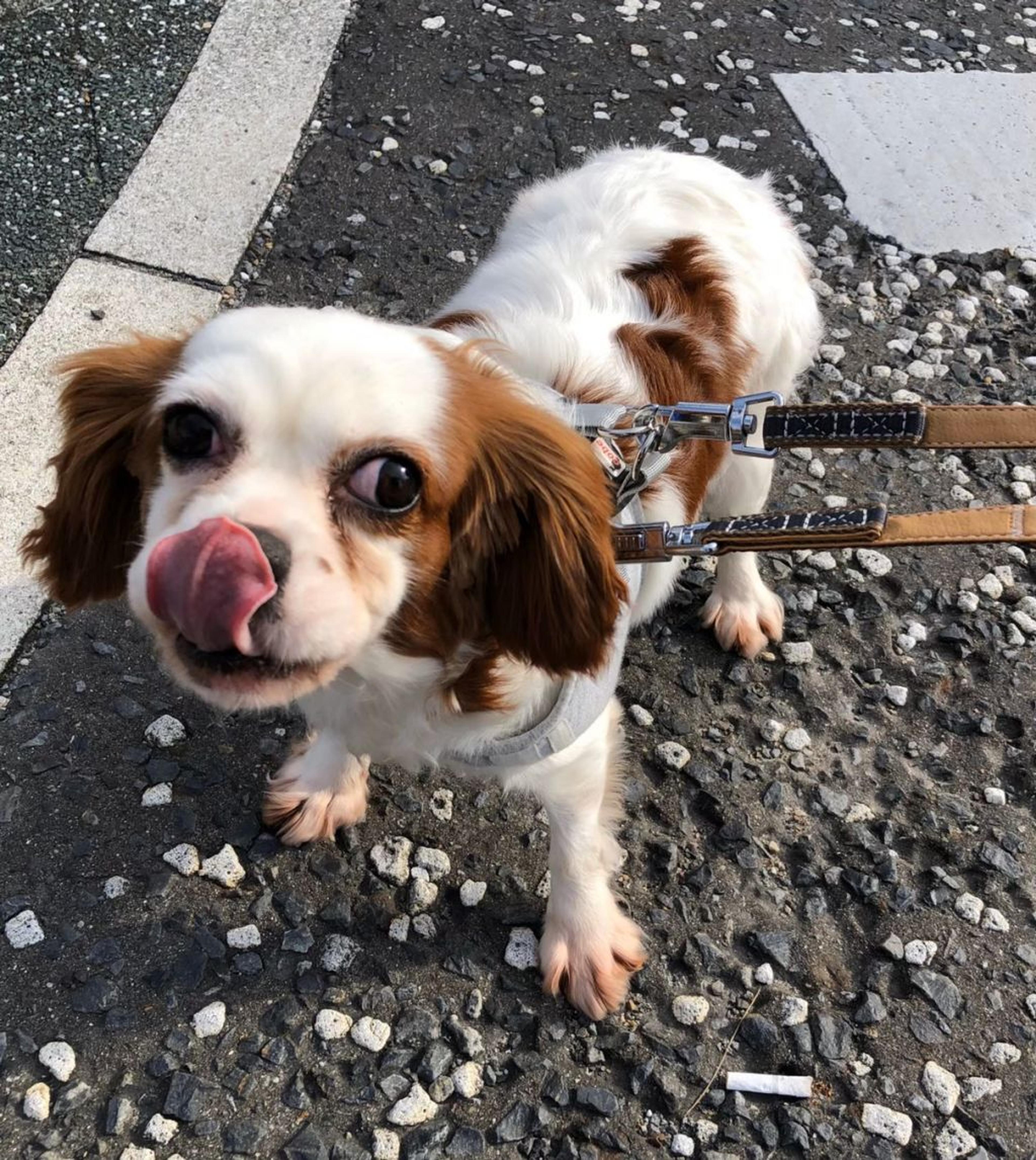pet-image-5