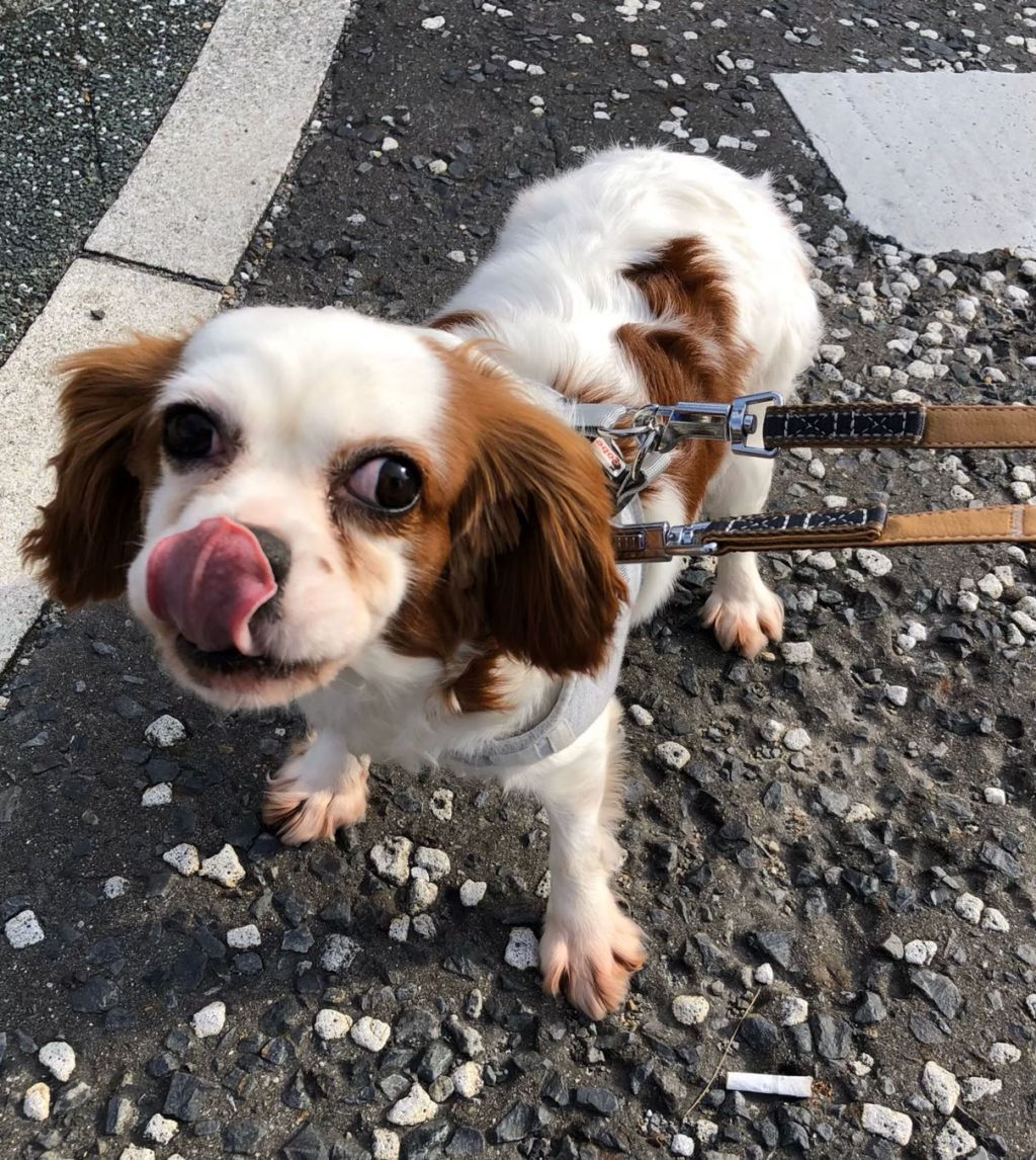 pet-image-5