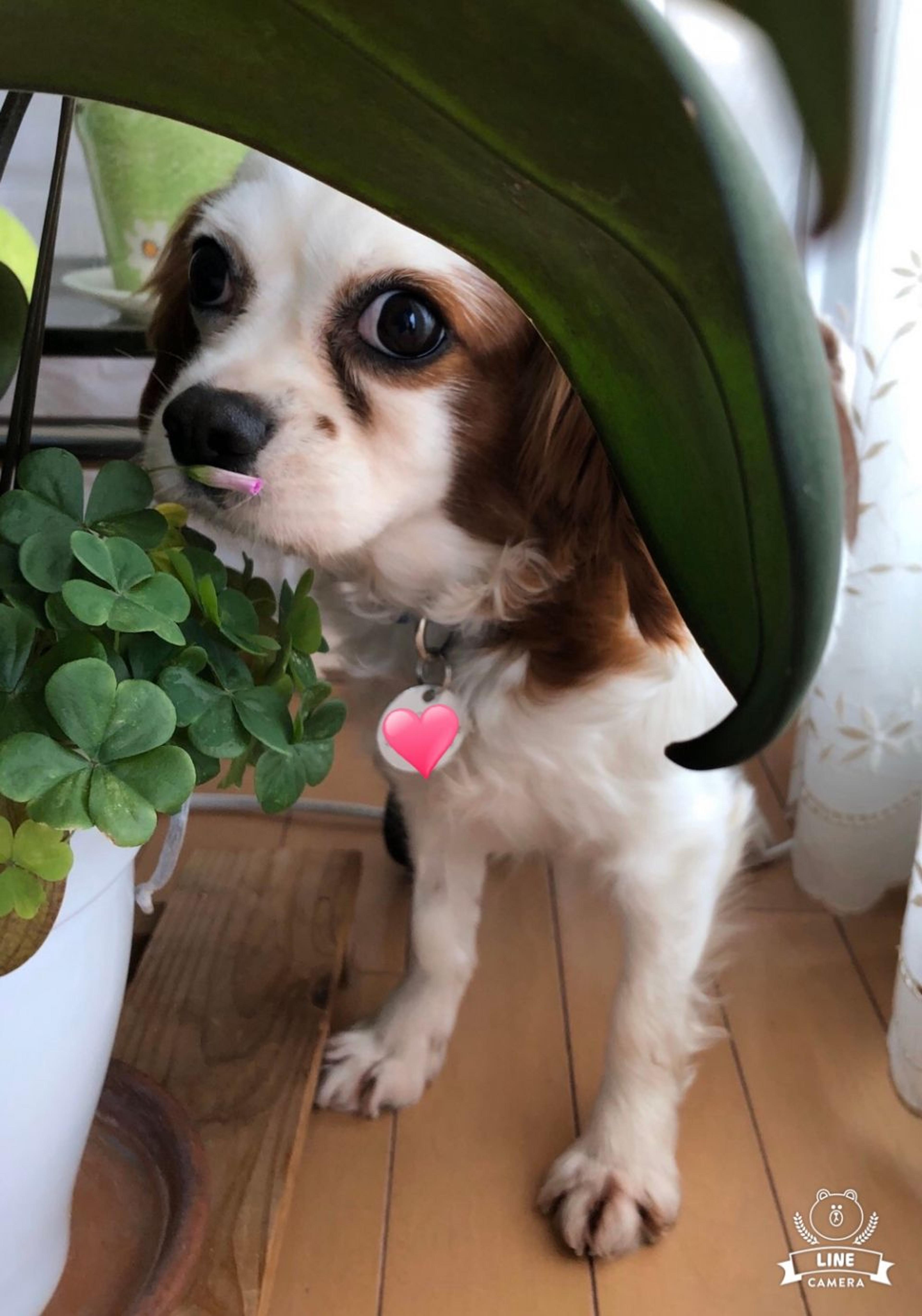 pet-image-6