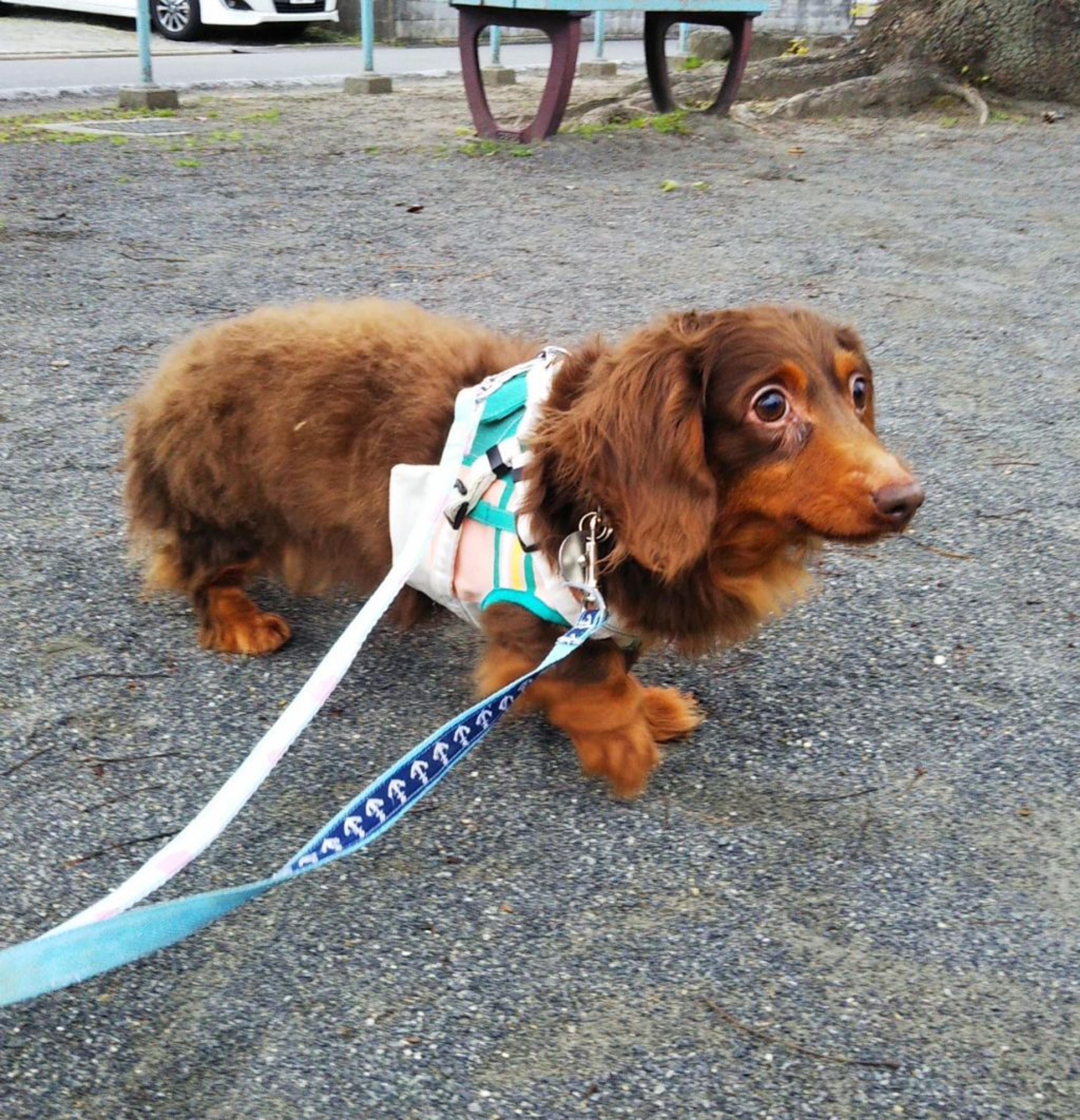 pet-image-2