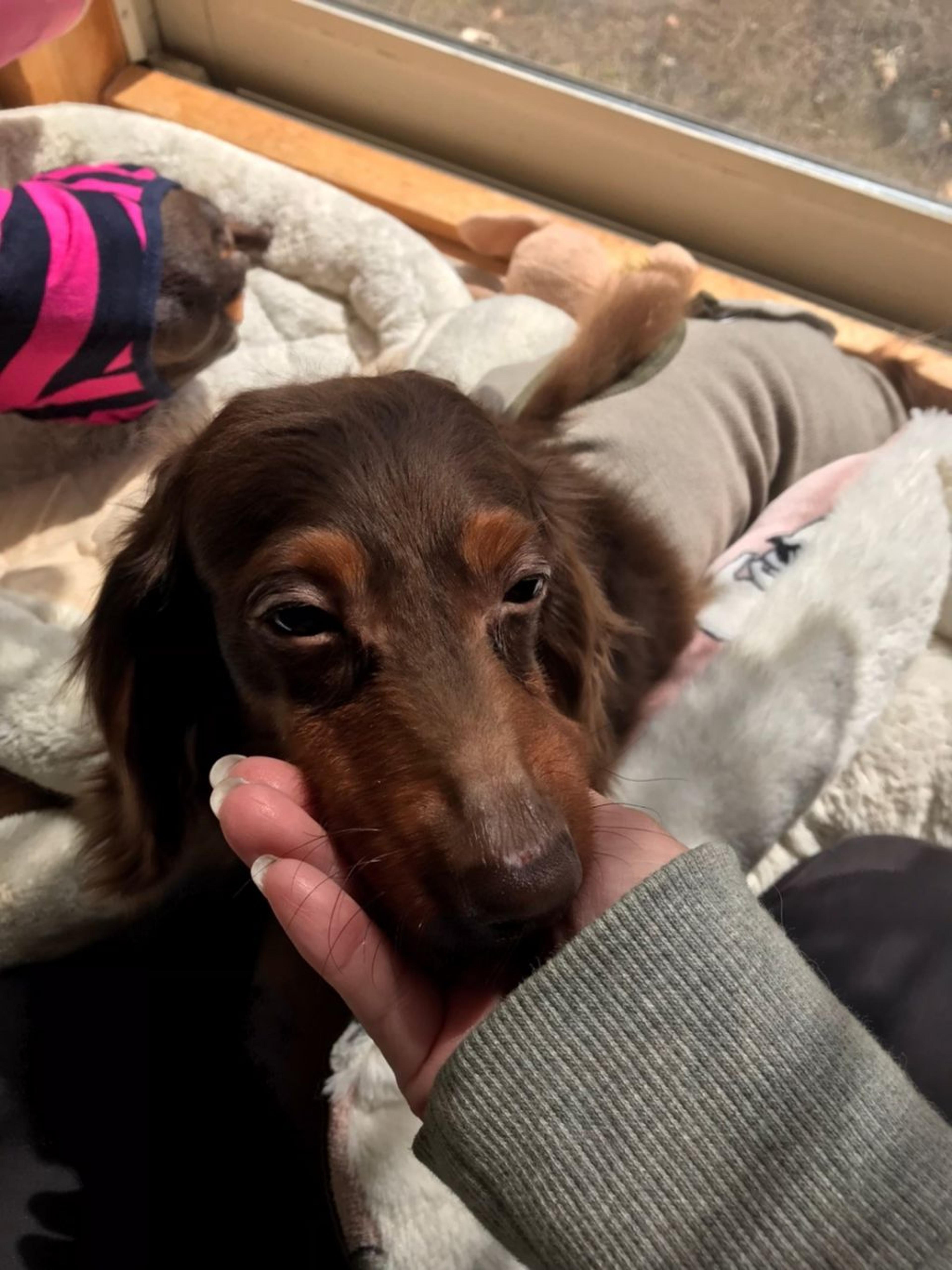 pet-image-3