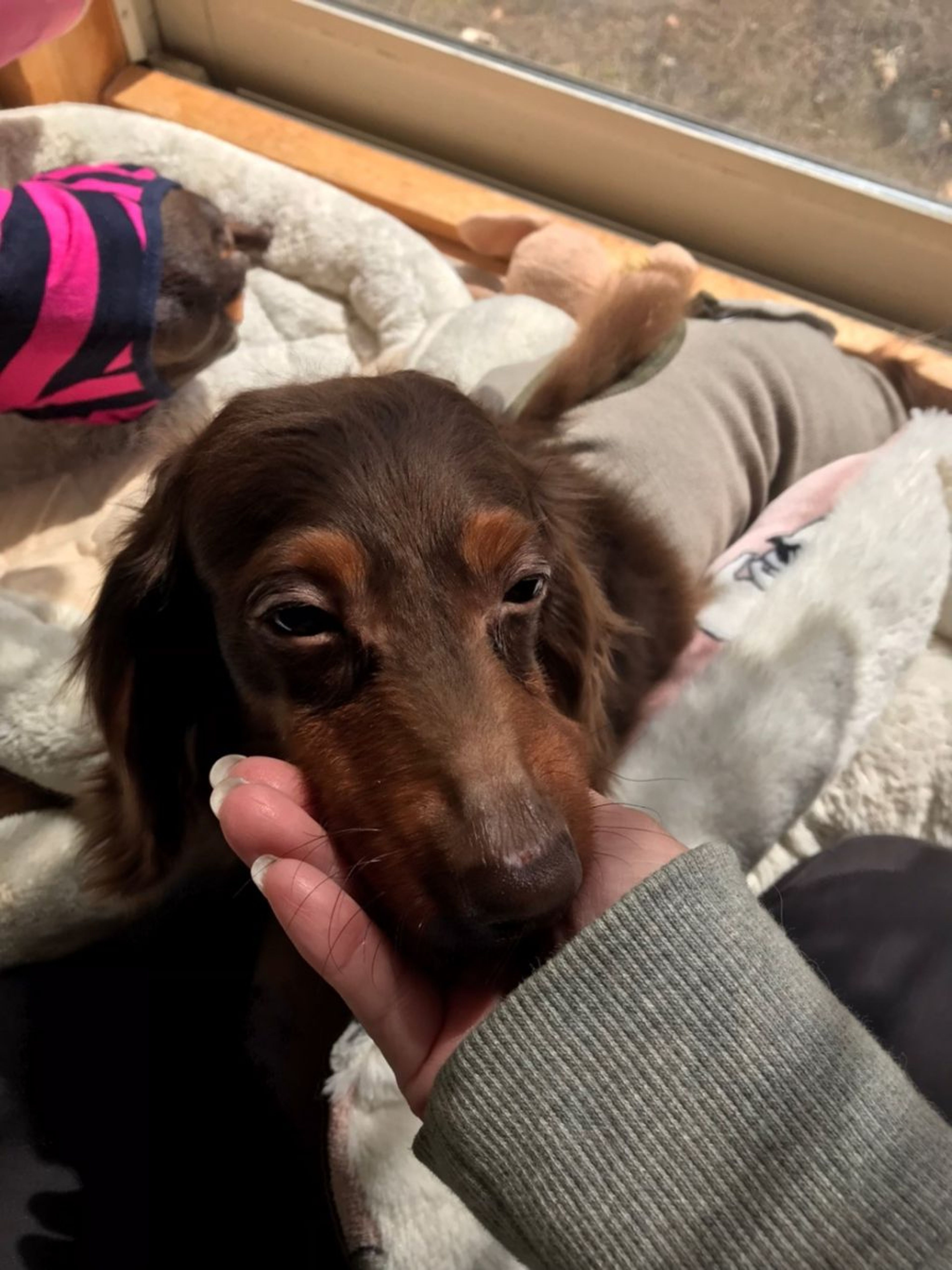 pet-image-3
